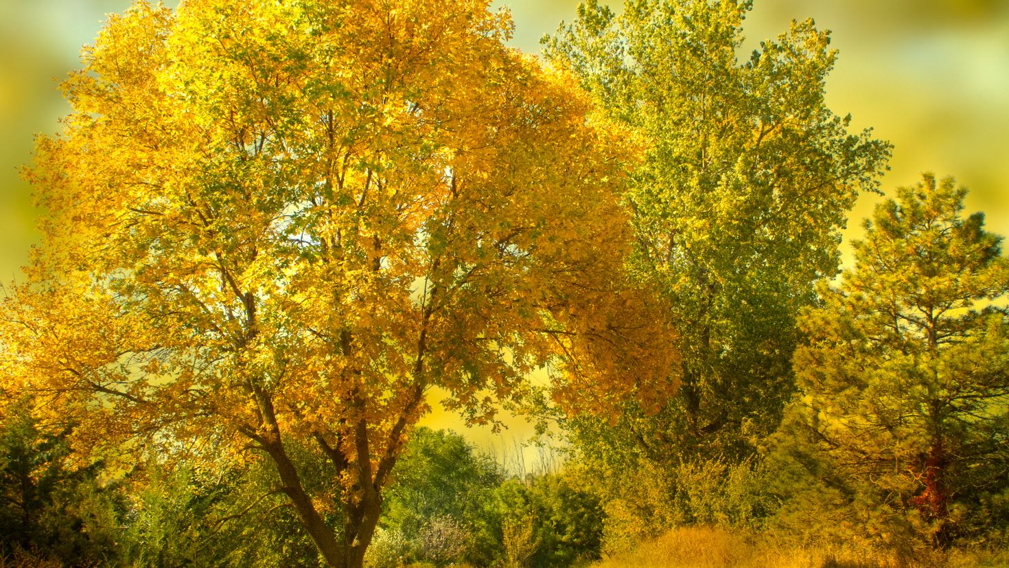 Закат золотит деревья старинной позолотой. Пейзаж осени. Пейзаж ранняя осень. Осенние нежные пейзажи. Пейзаж осеннего леса.