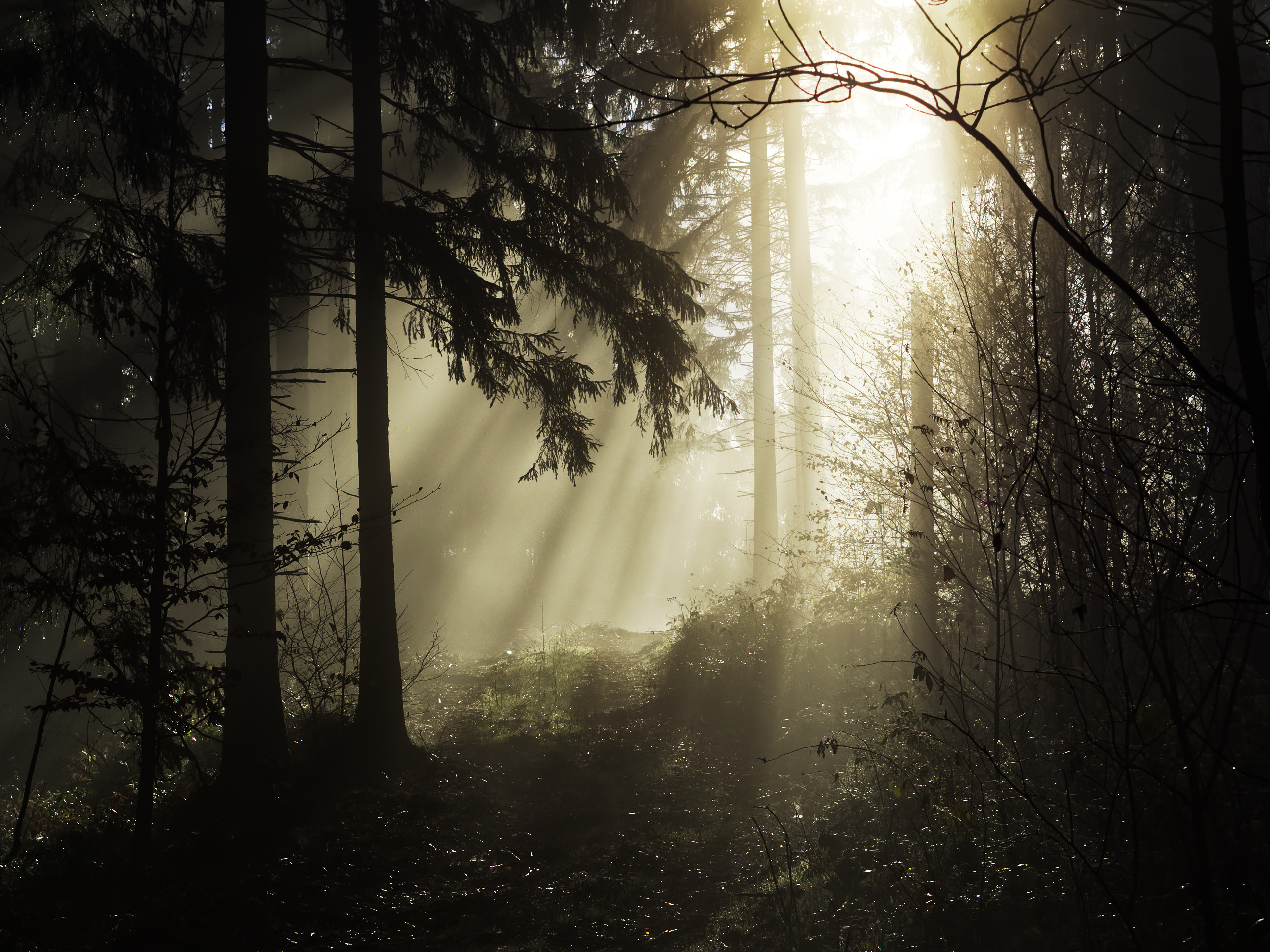 nature, trees, beams, rays, forest iphone wallpaper