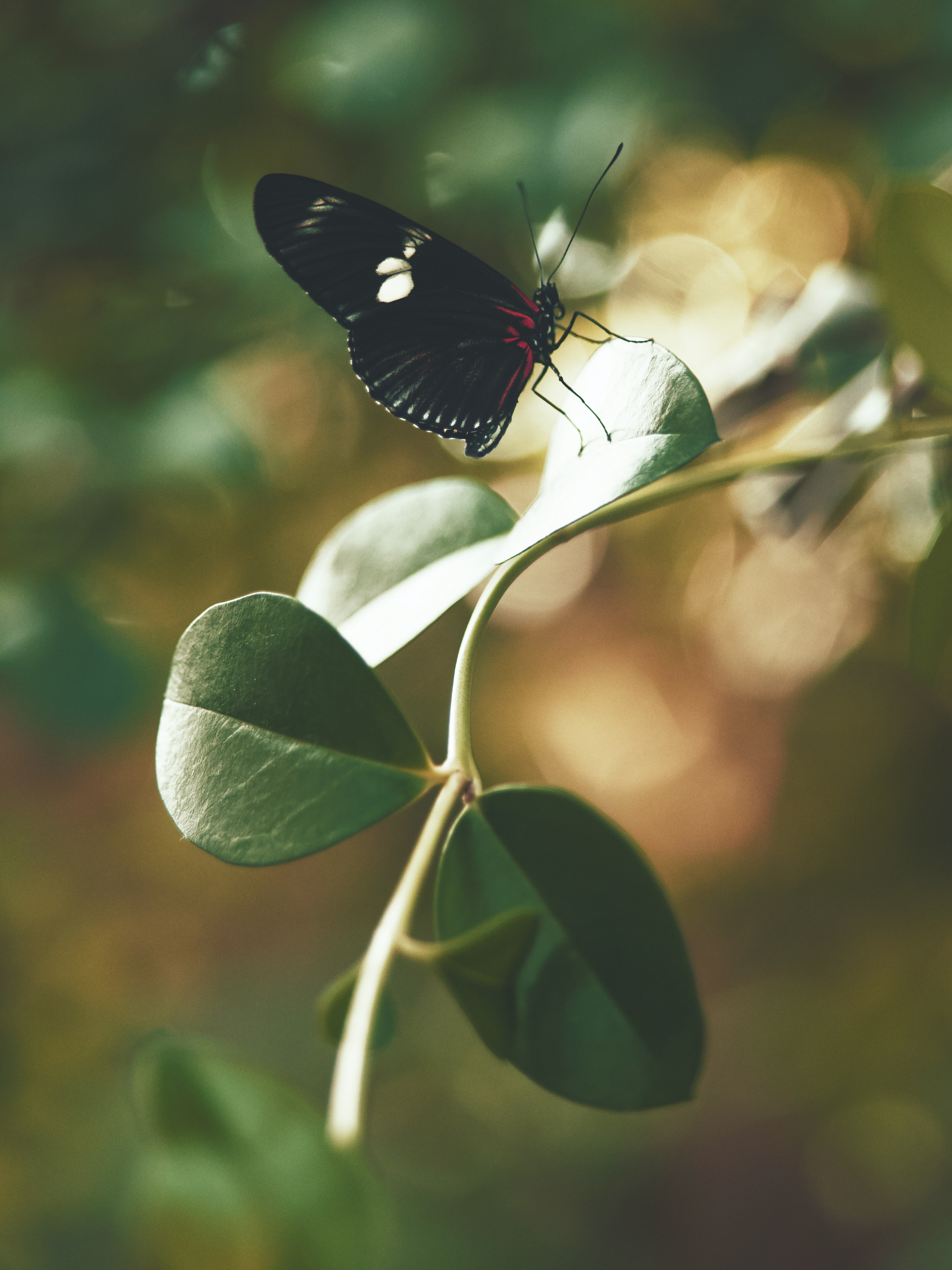 butterfly, stalk, leaves, macro, insect, stem HD wallpaper