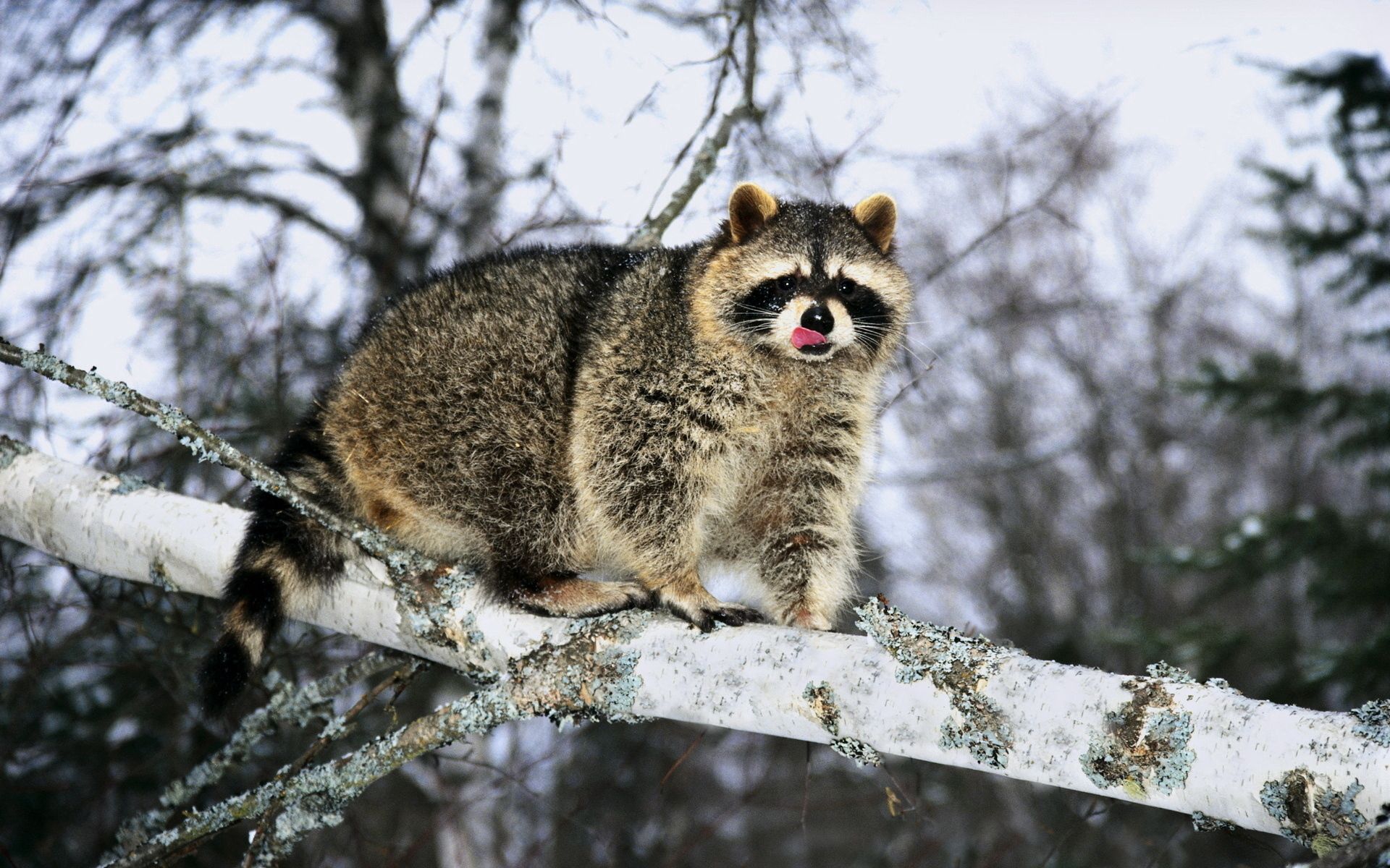 Download mobile wallpaper Branch, Climb, Animals, Snow, Raccoon for free.