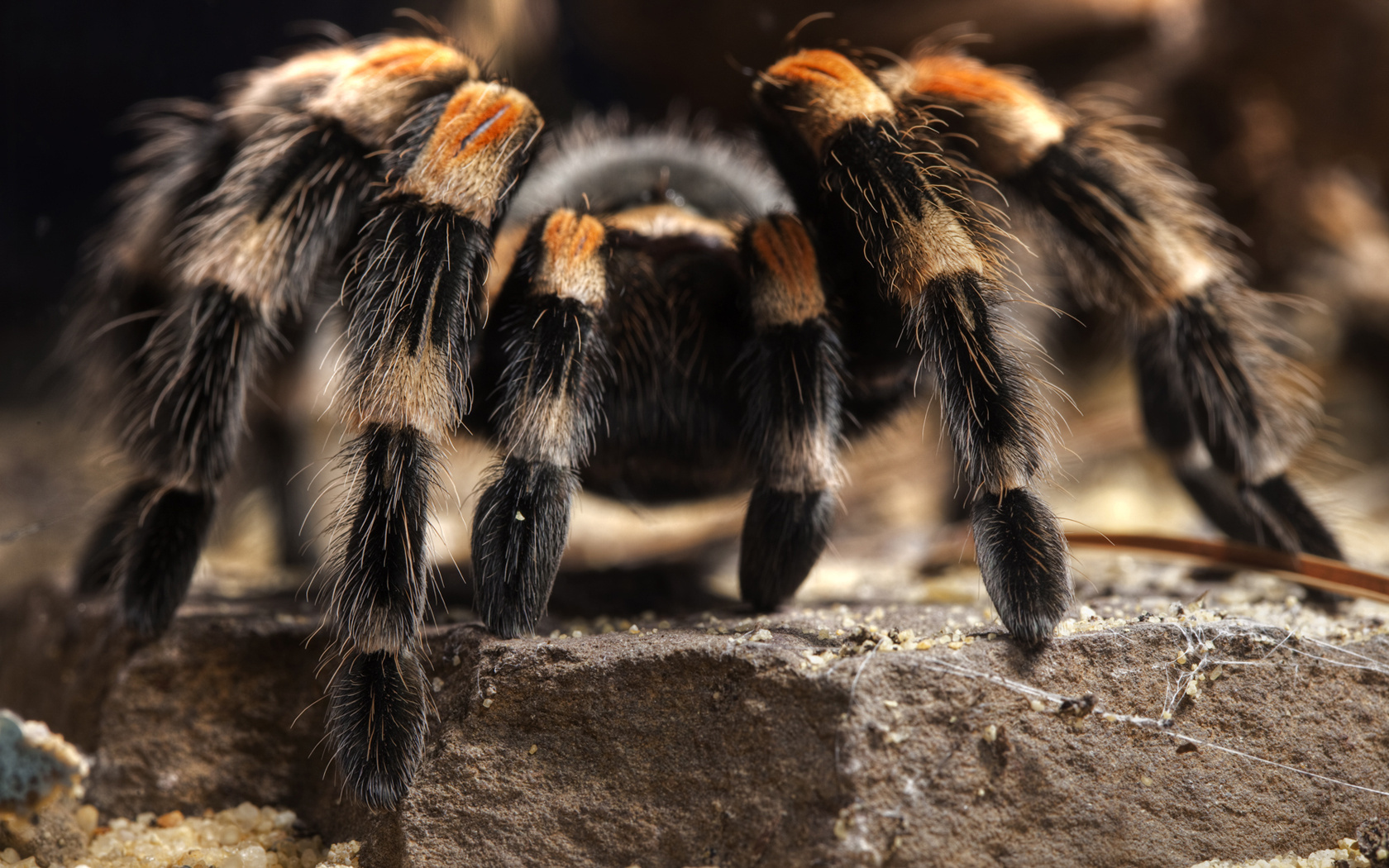 animal, tarantula, spiders Smartphone Background