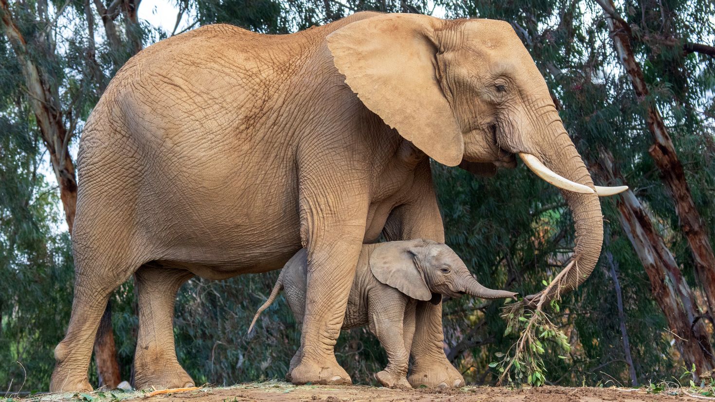 Слон слониха слоны Слоненок