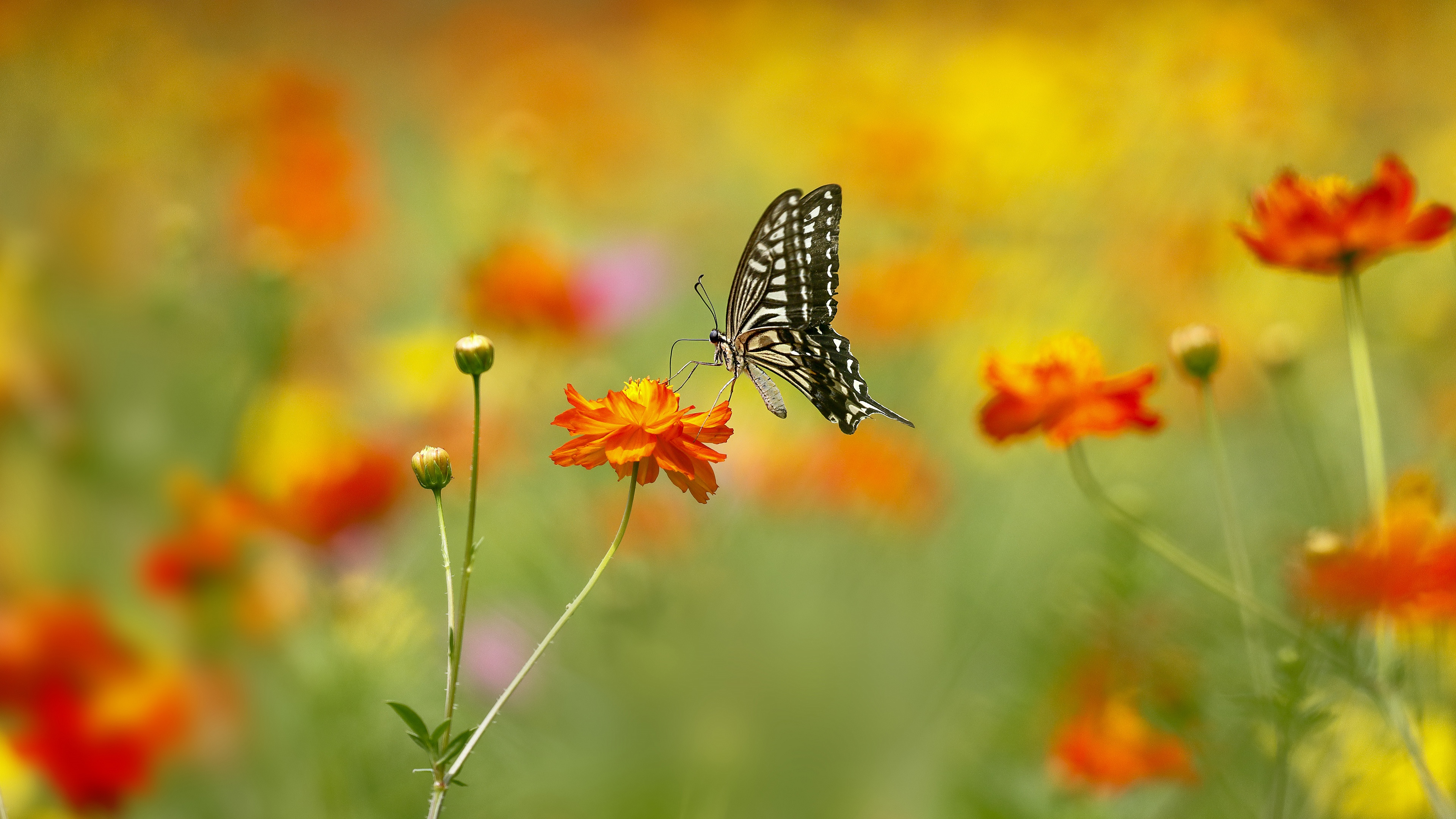 animal, swallowtail butterfly, butterfly, flower, macro, summer, insects Full HD