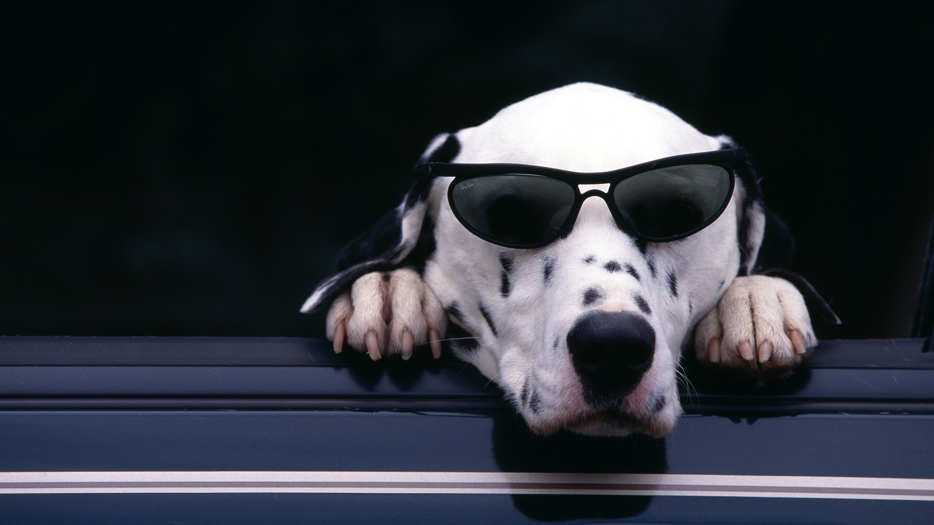 animal, dalmatian, dogs Aesthetic wallpaper