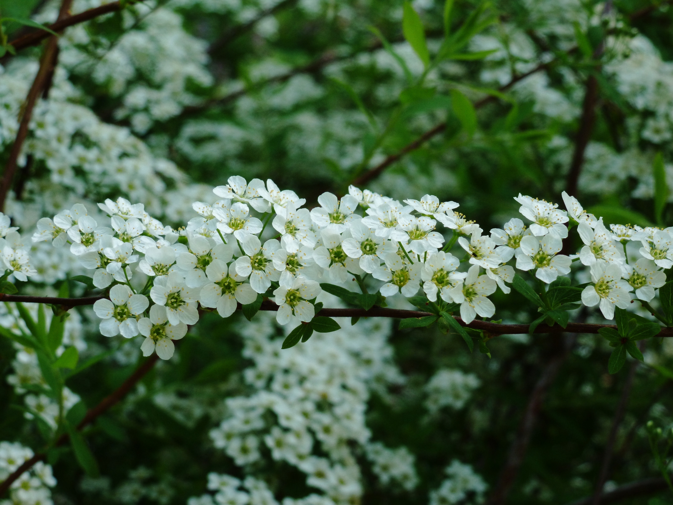 Кустарник с белыми цветами цветет весной фото