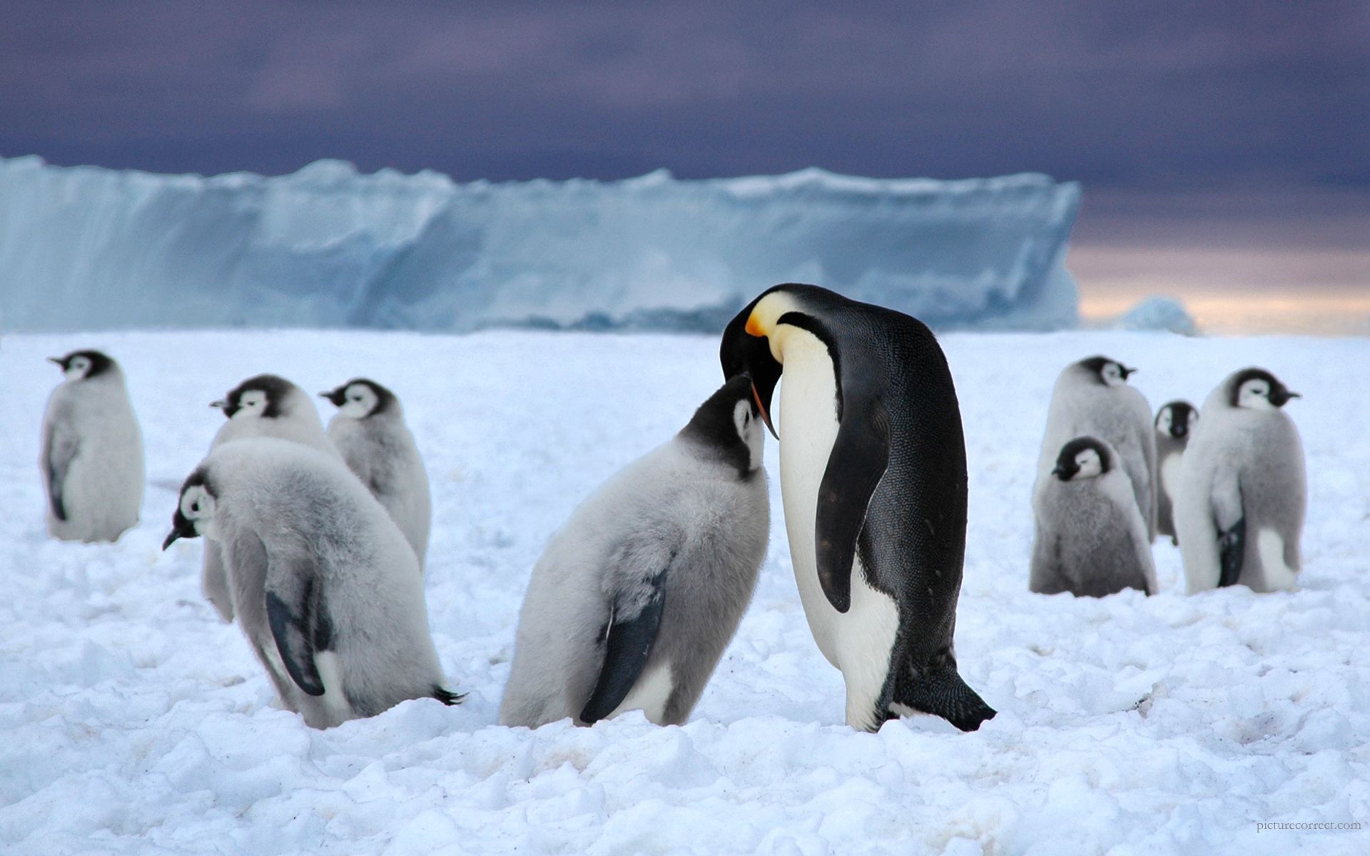 black, animals, pinguins, snow, white, flock, glacier