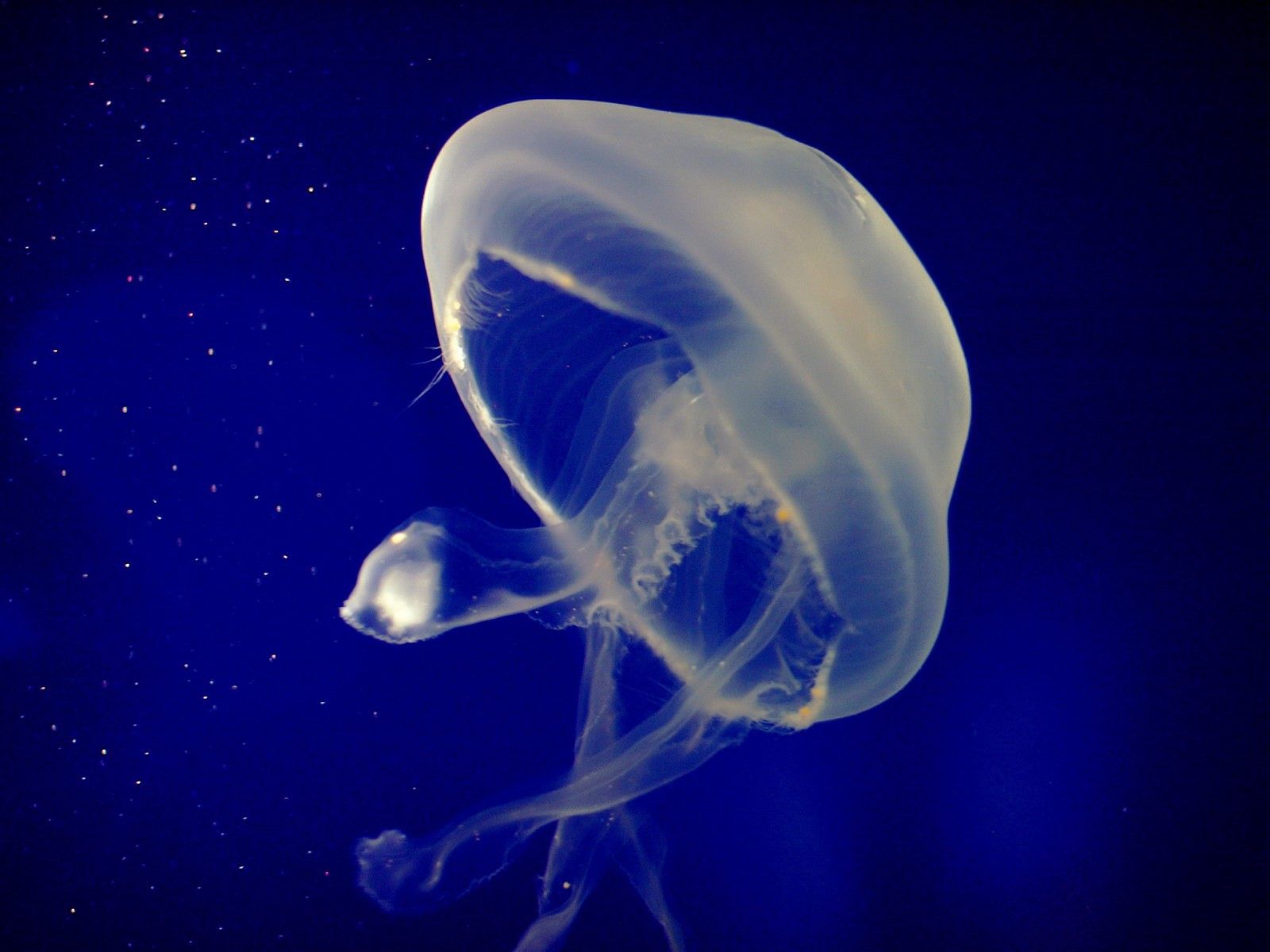 animals, sea, jellyfish, underwater world, to swim, swim Full HD