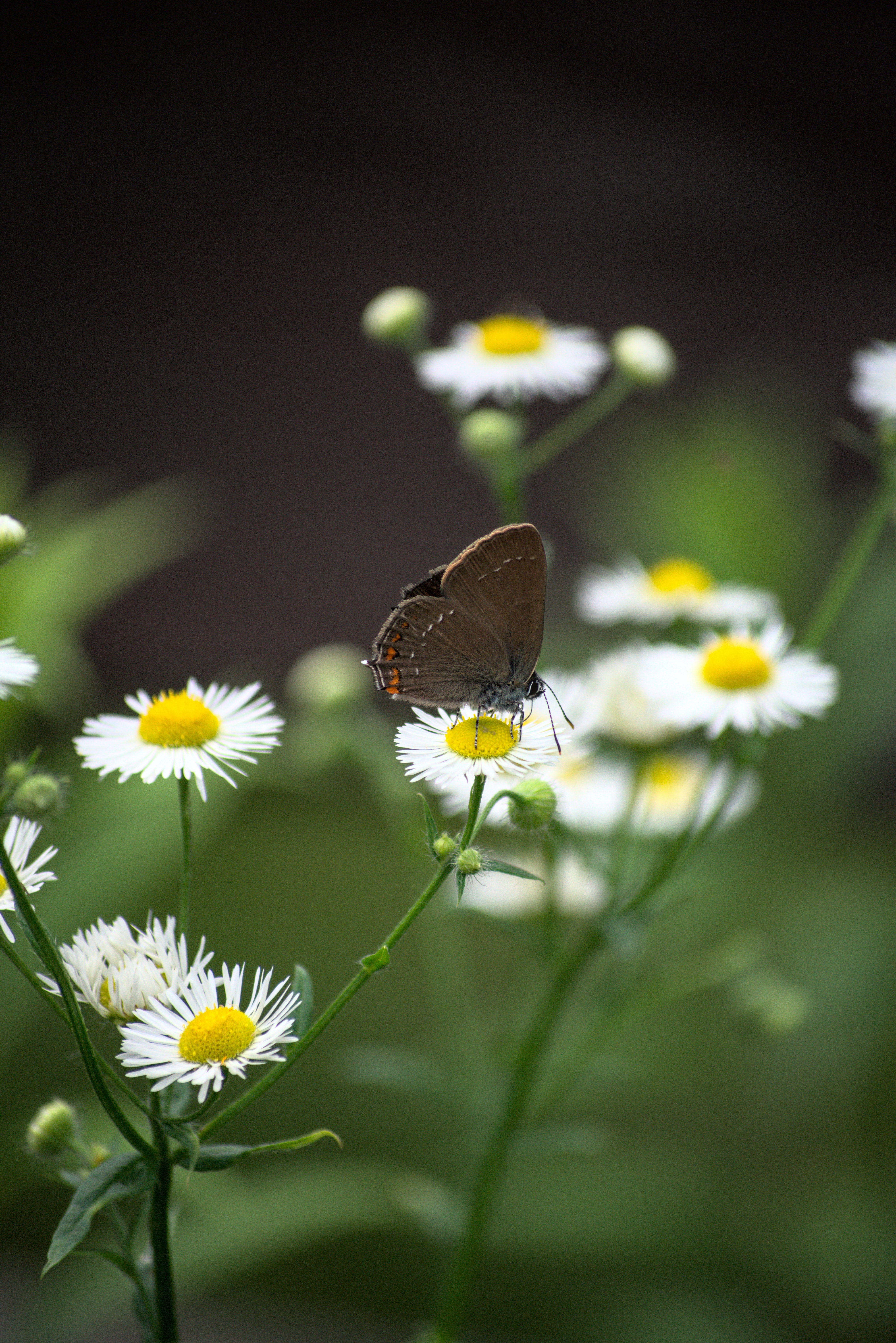 Download mobile wallpaper Animals, Camomile, Wings, Butterfly, Flowers for free.