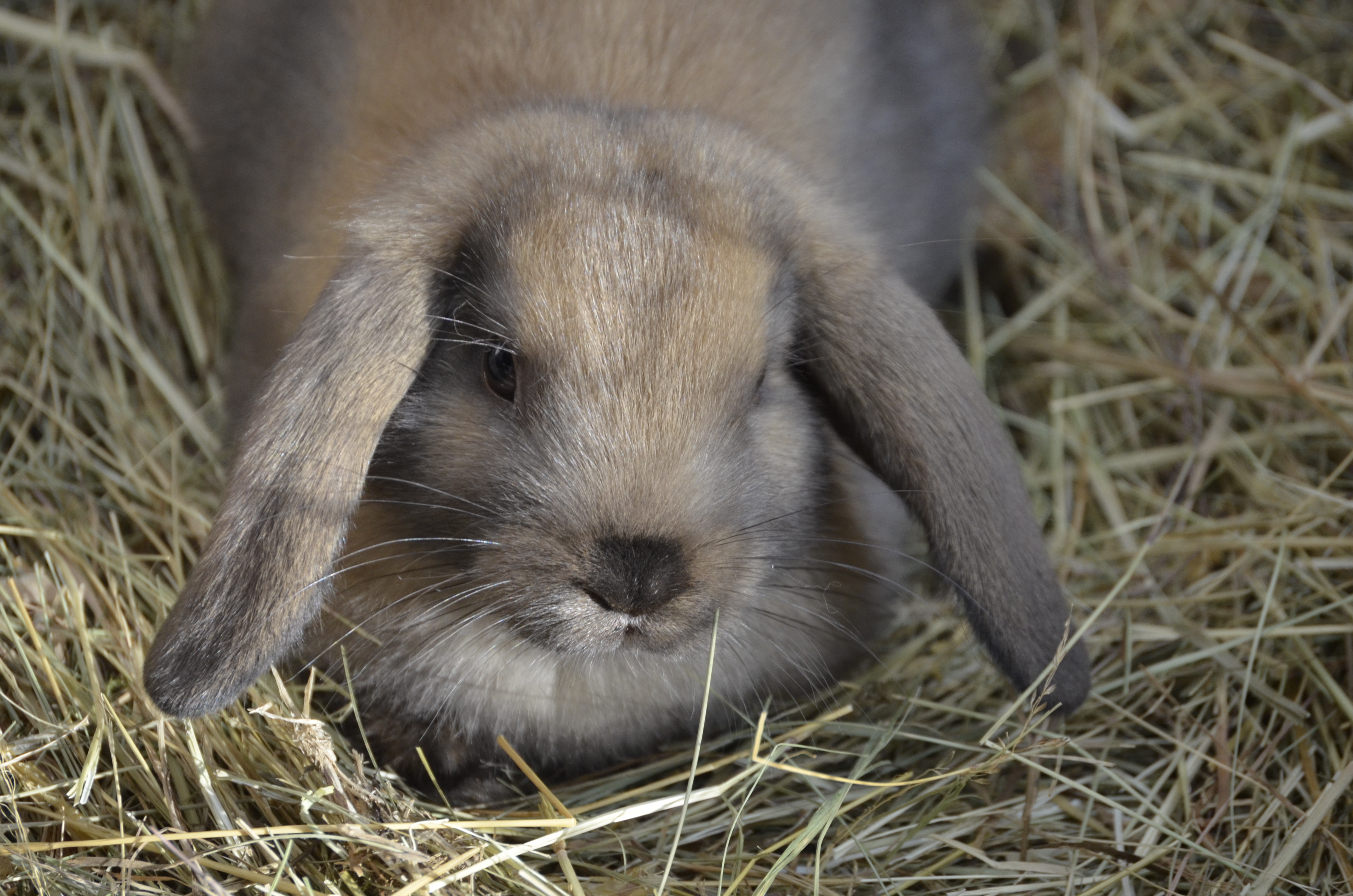 126034 скачать картинку животные, лежать, уши, кролик, сено, карликовый заяц - обои и заставки бесплатно