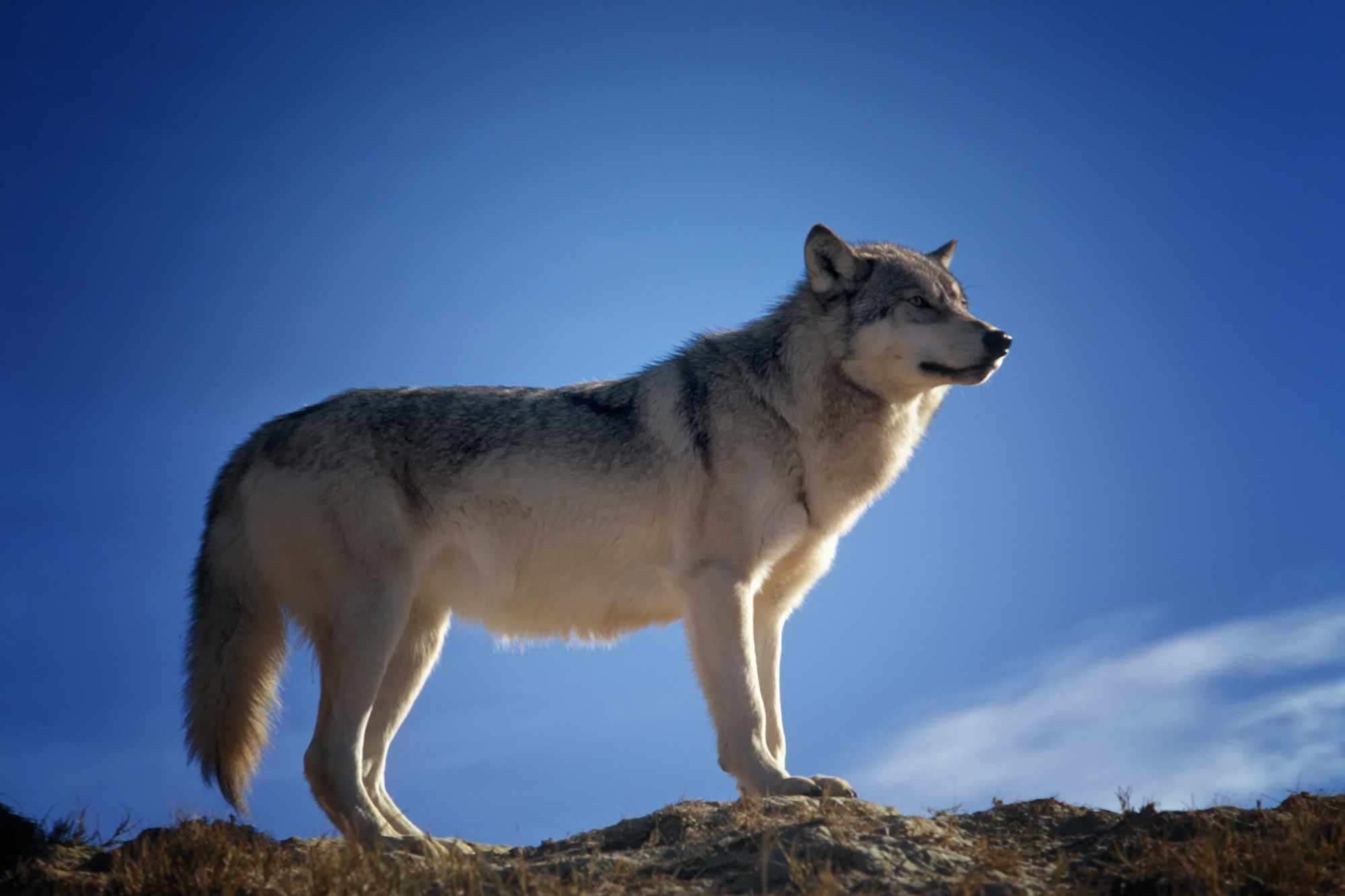 388905 descargar imagen animales, lobo, mamífero, wolves: fondos de pantalla y protectores de pantalla gratis