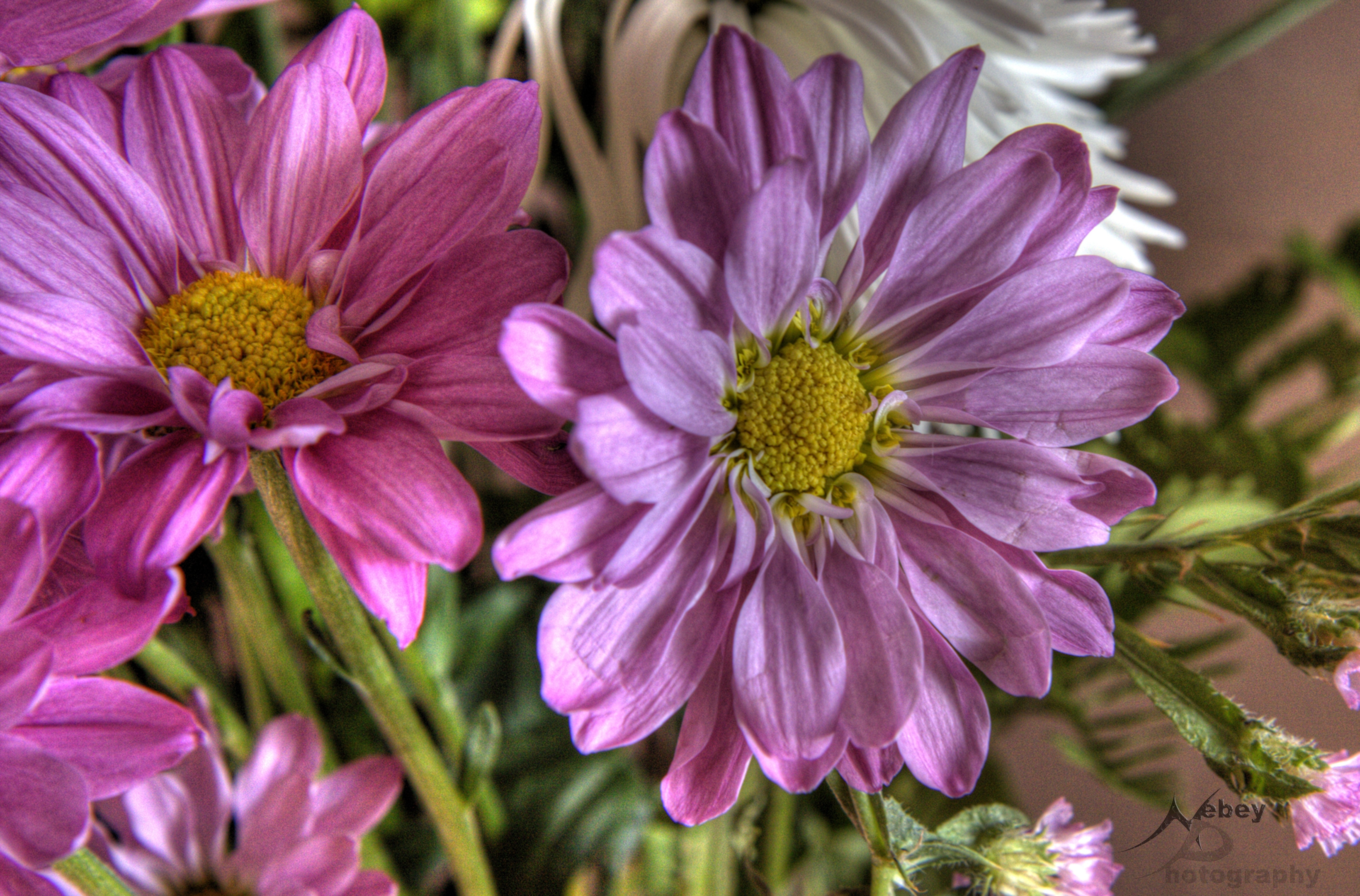Laden Sie das Hdr, Blume, Makro, Blumen-Bild kostenlos auf Ihren PC-Desktop herunter