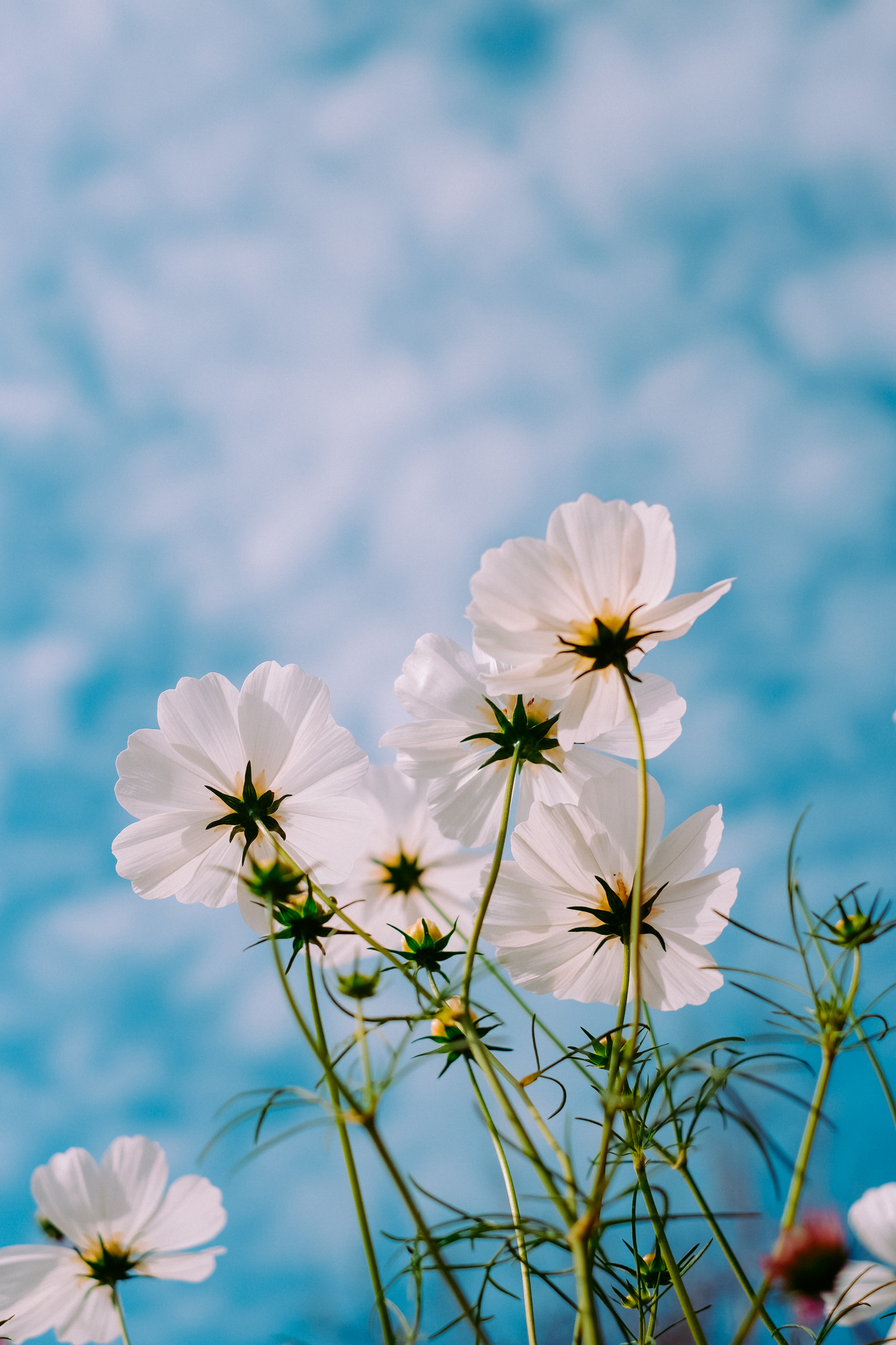 Mobile wallpaper sky, kosmeya, petals, summer, white, flowers, cosmos