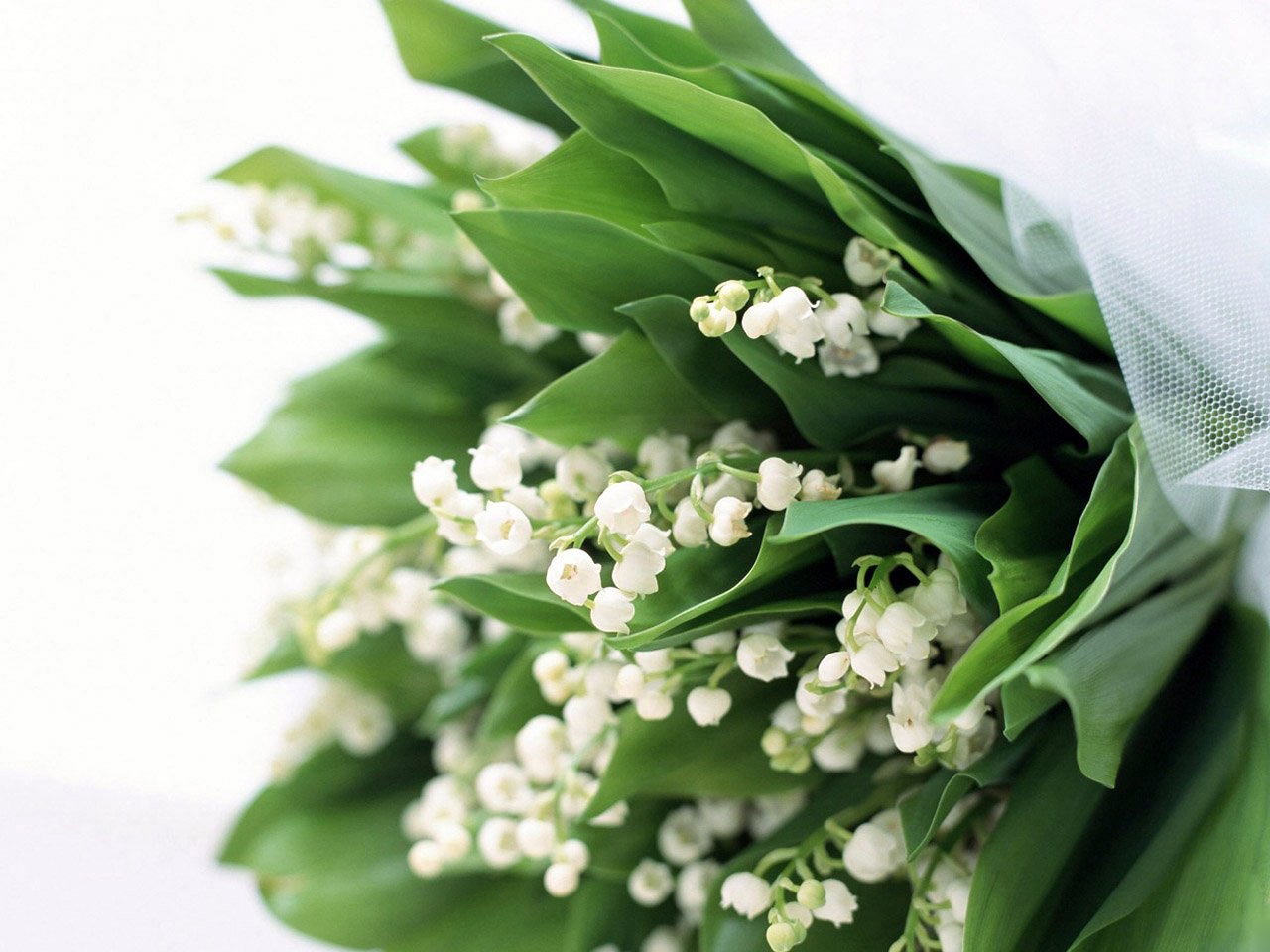lily of the valley, plants, flowers, green QHD