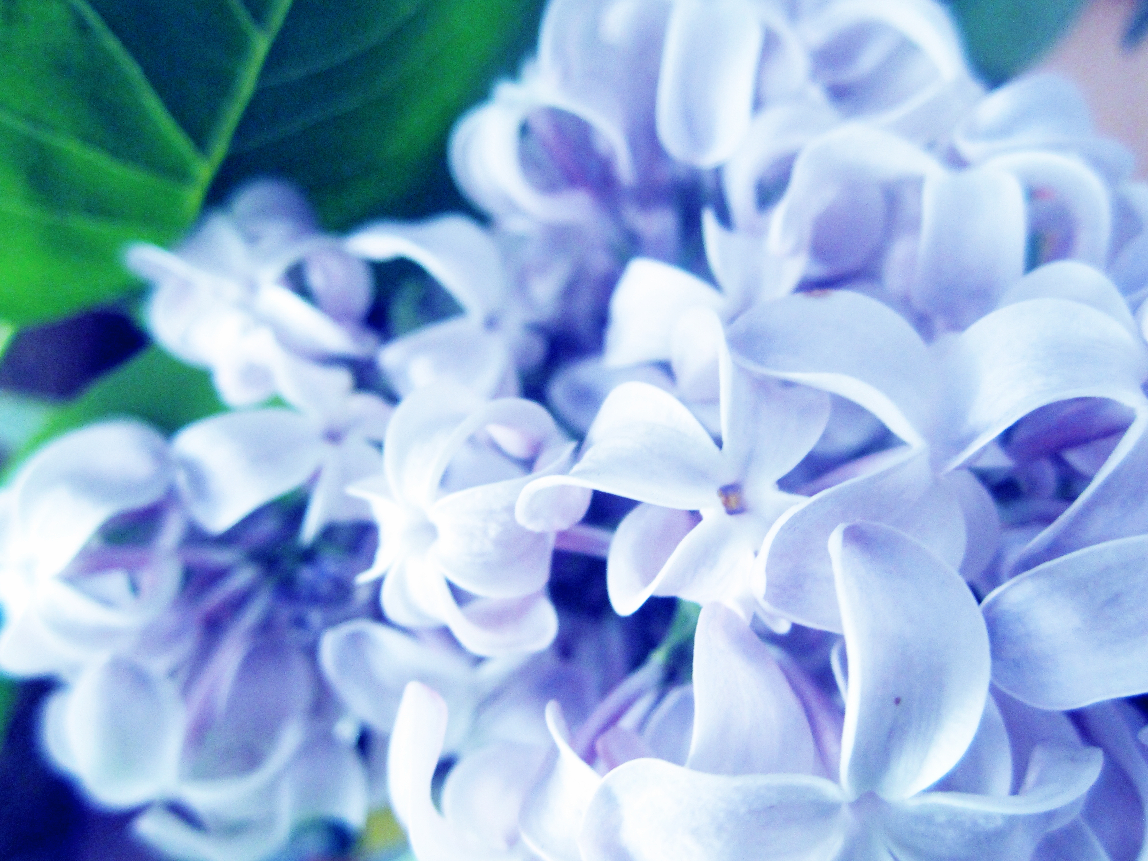Handy-Wallpaper Lilac, Pflanze, Makro, Blumen kostenlos herunterladen.