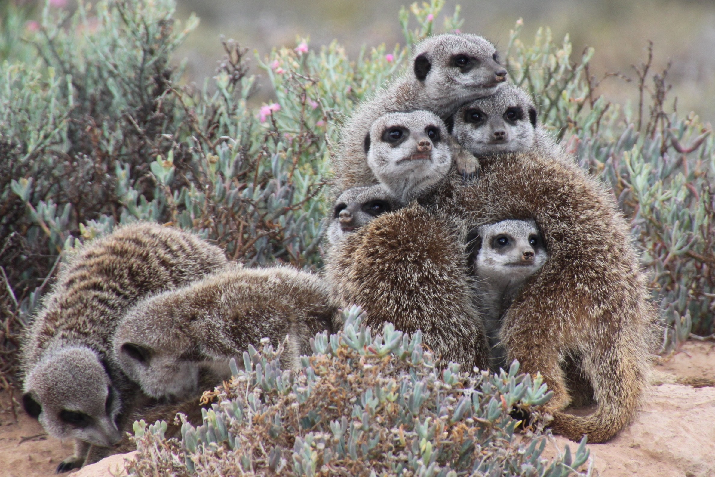 animals, lot, meerkats, snuggle, squeezed