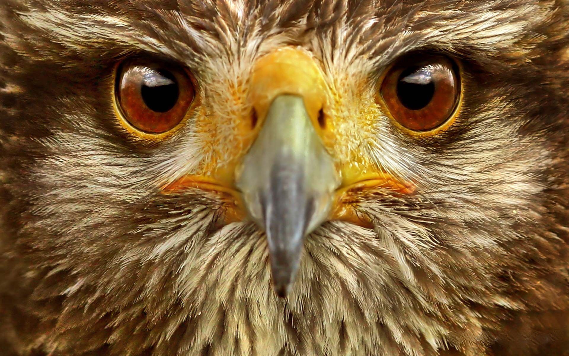 Laden Sie das Tiere, Vogel, Augen, Adler-Bild kostenlos auf Ihren PC-Desktop herunter