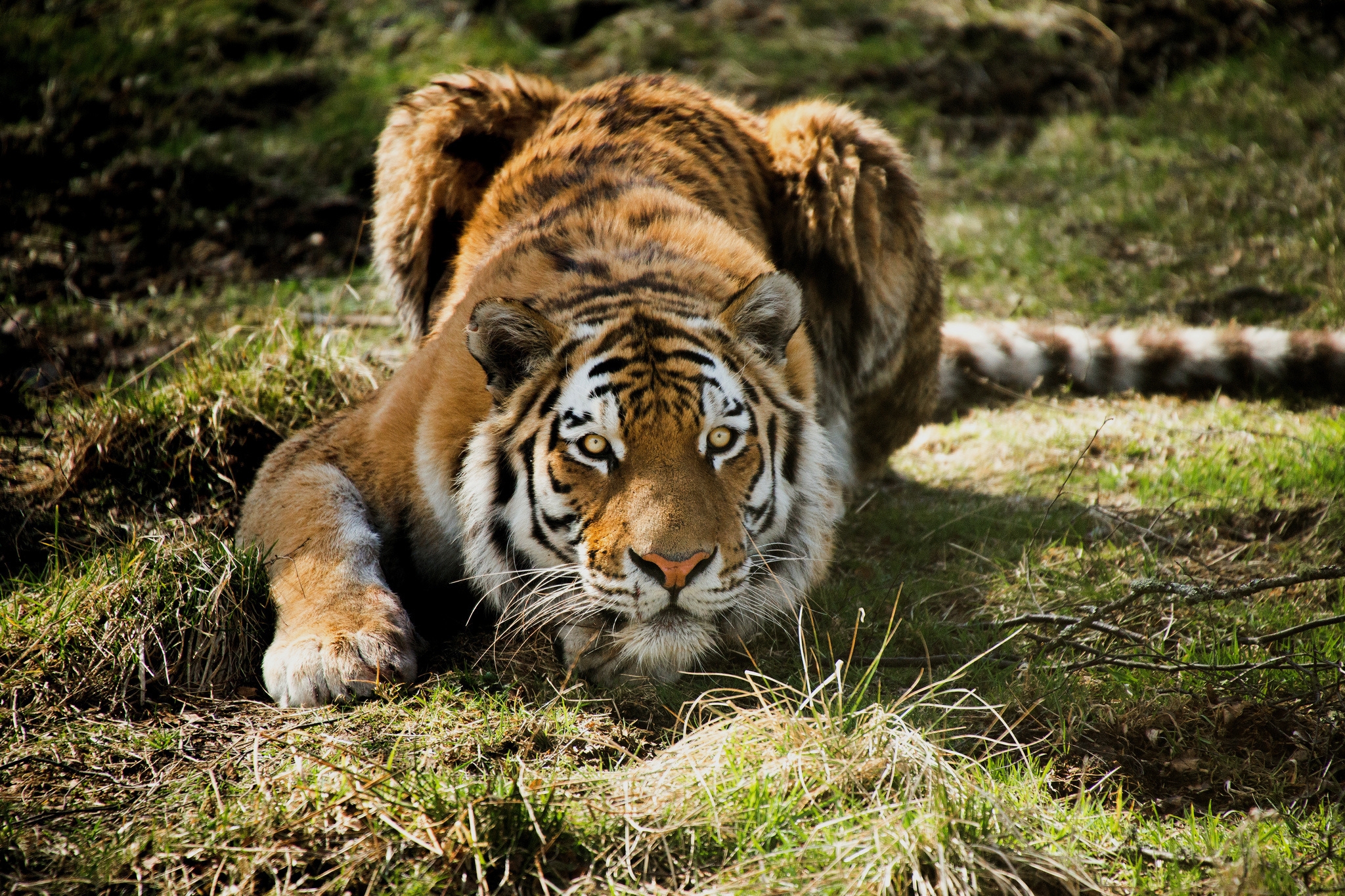 Download mobile wallpaper Animals, Predator, Tiger, Grass for free.