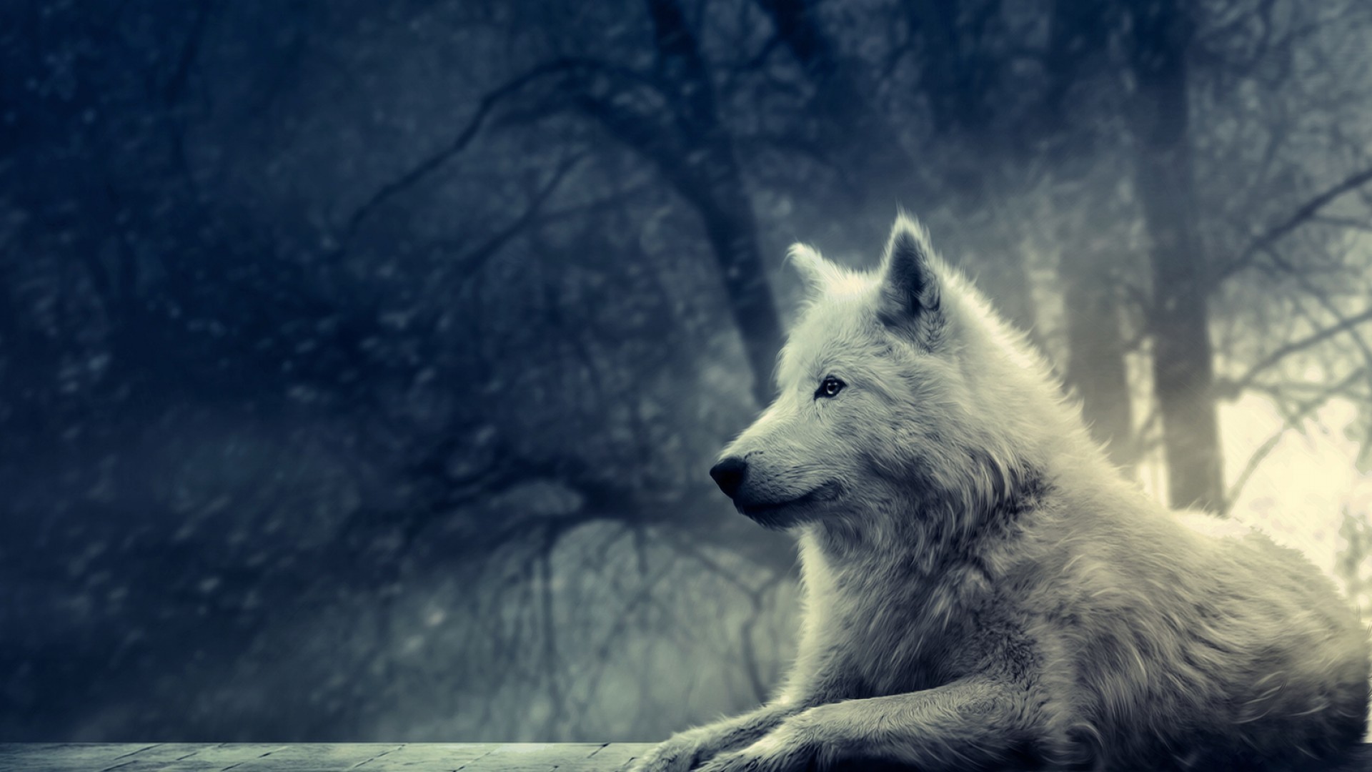 wolf, animal, wolves cell phone wallpapers