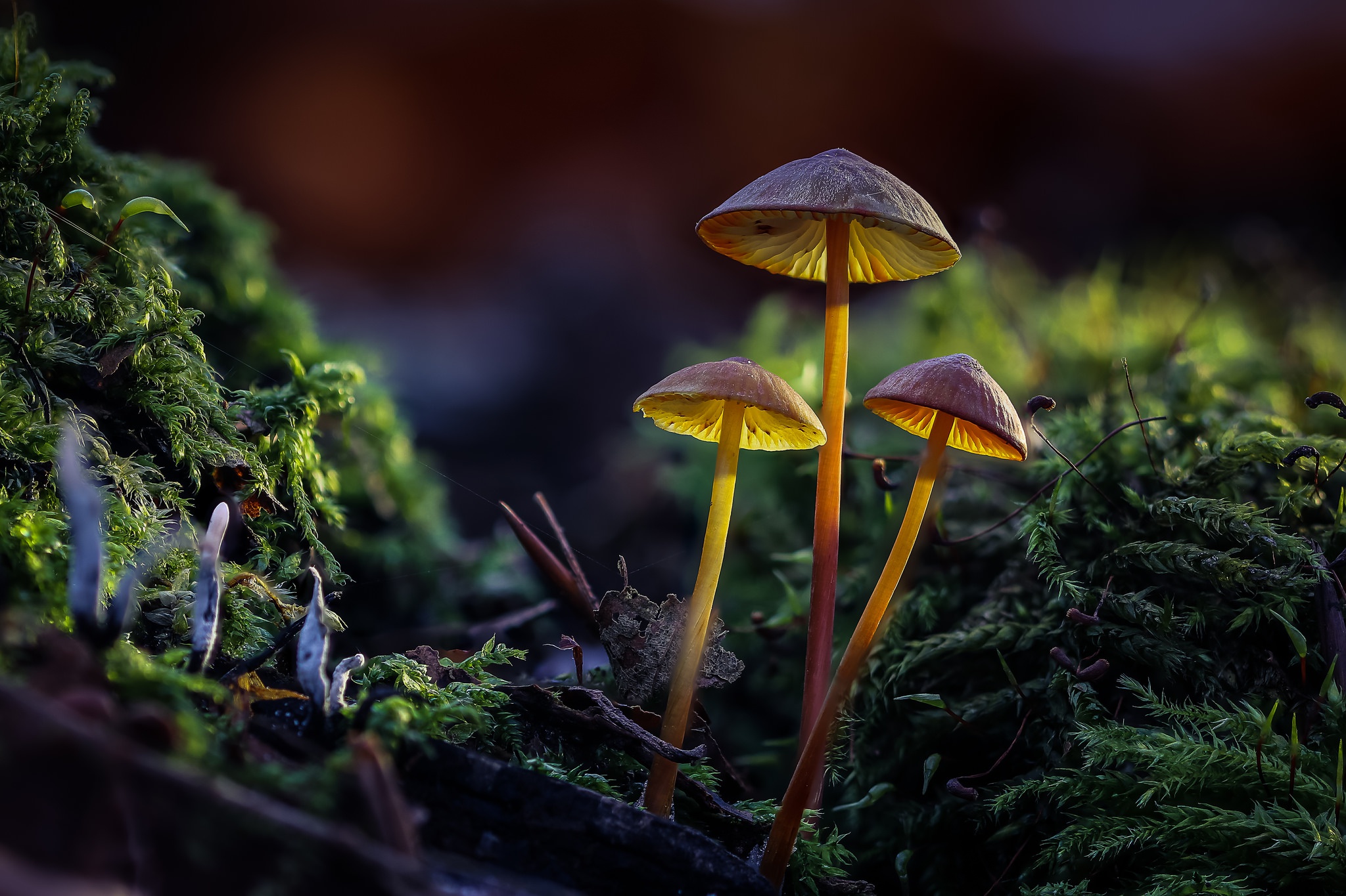 Галлюциногенные грибы в природе