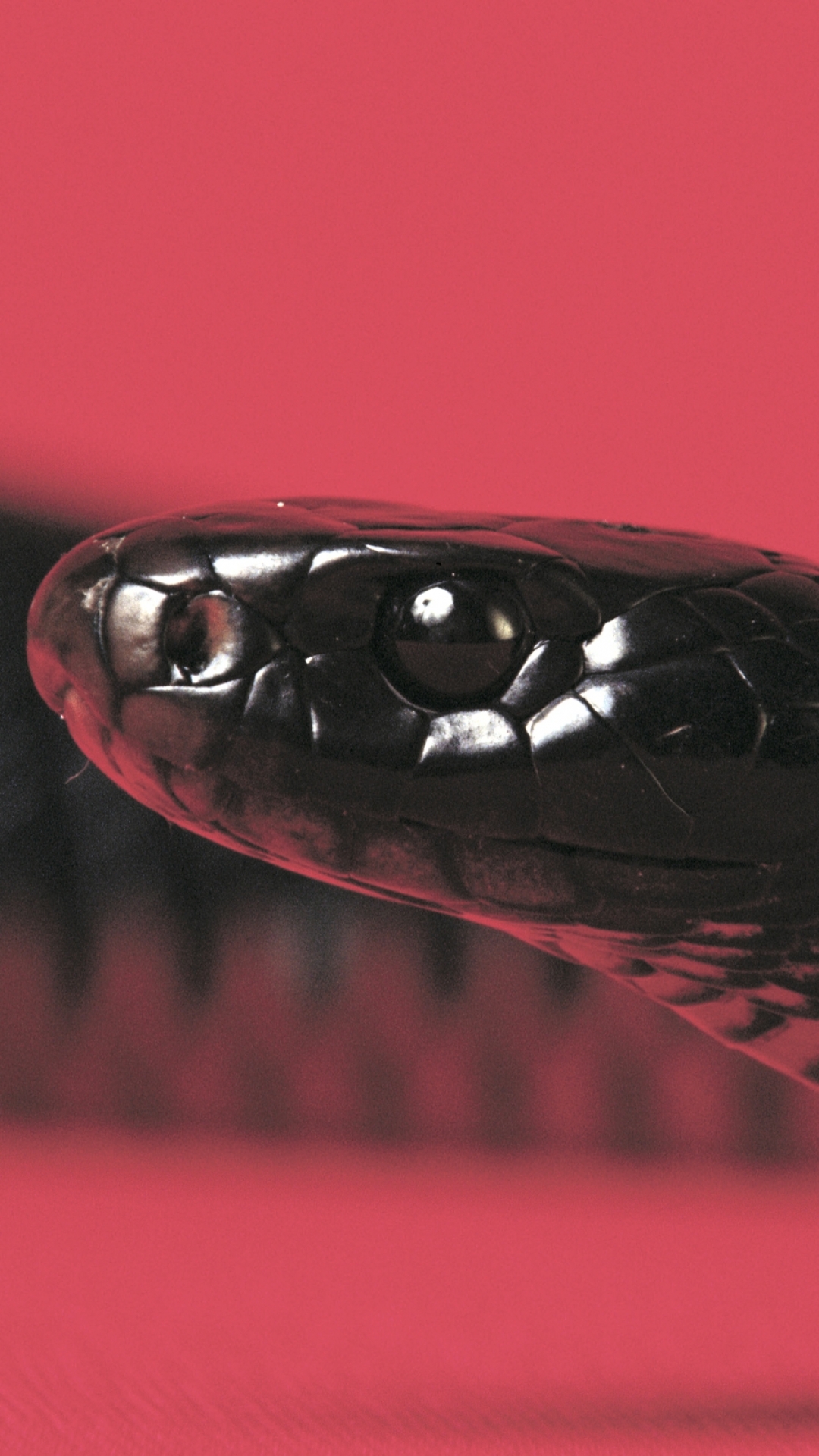 Красный глаз змеи