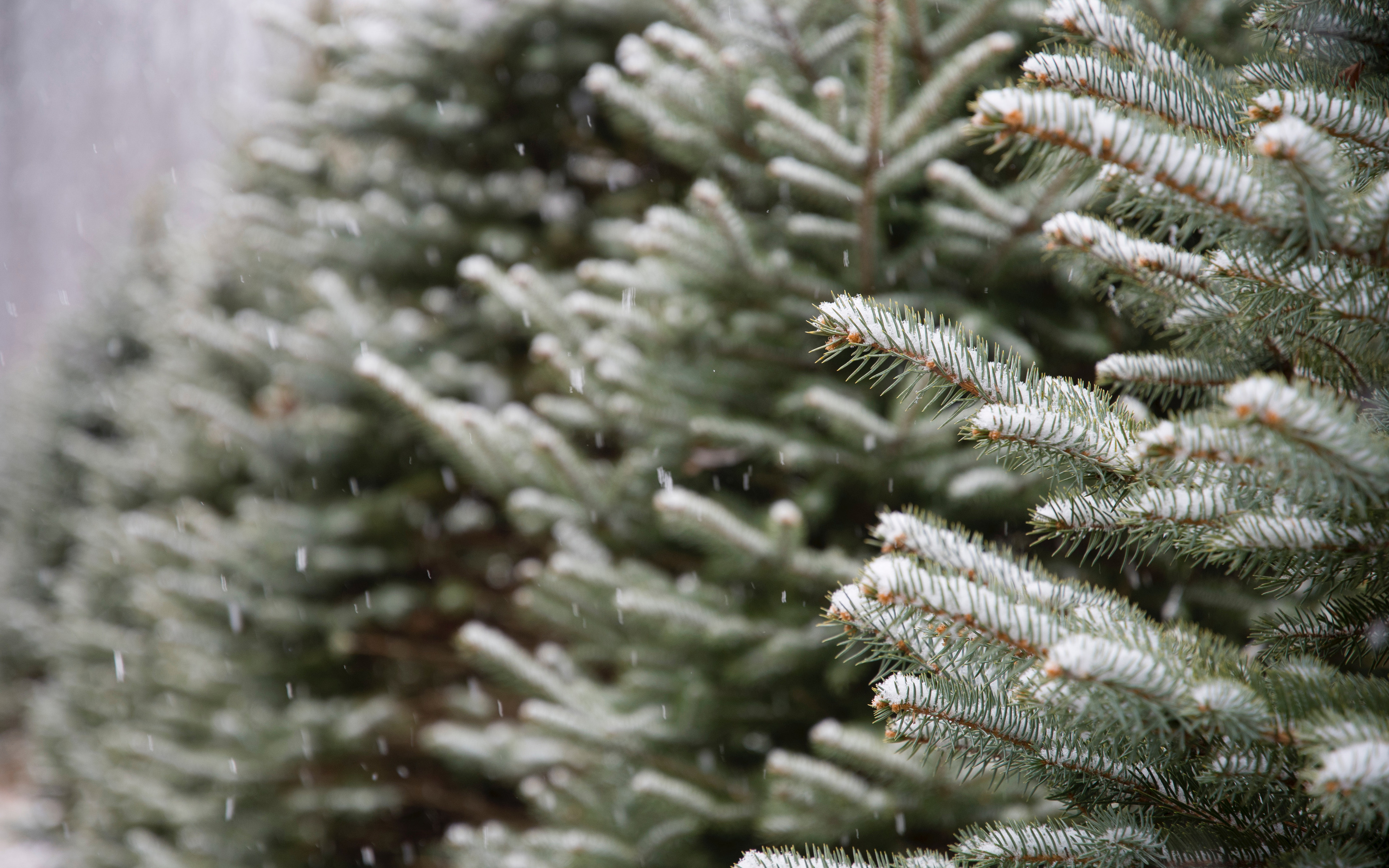 earth, close up, fir, snow, winter wallpaper for mobile