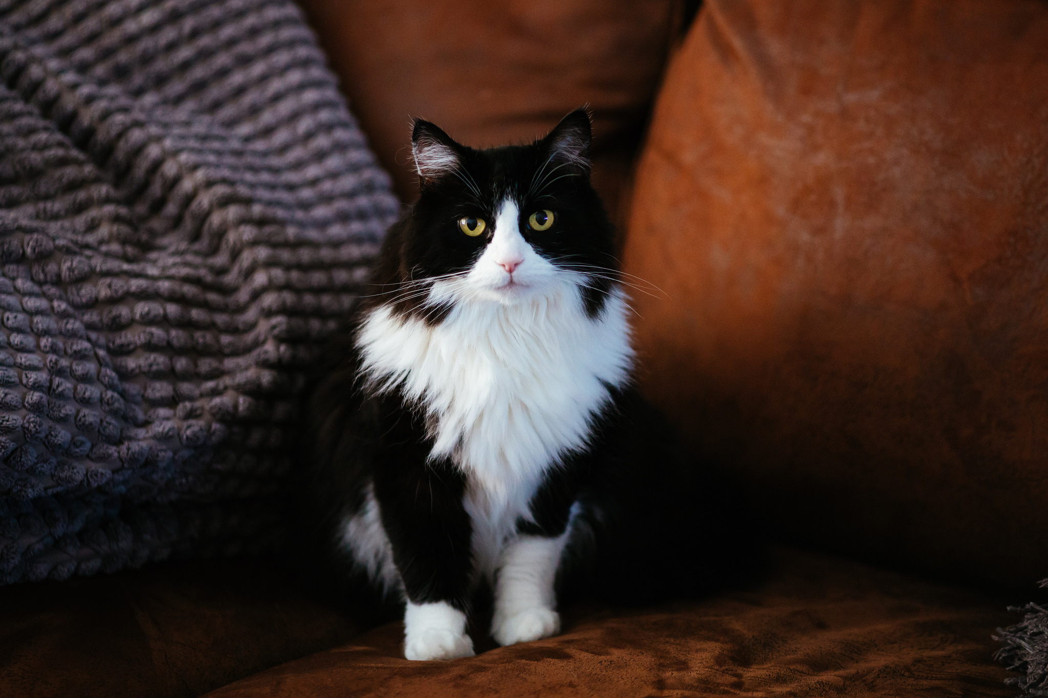 Черный кот на диване