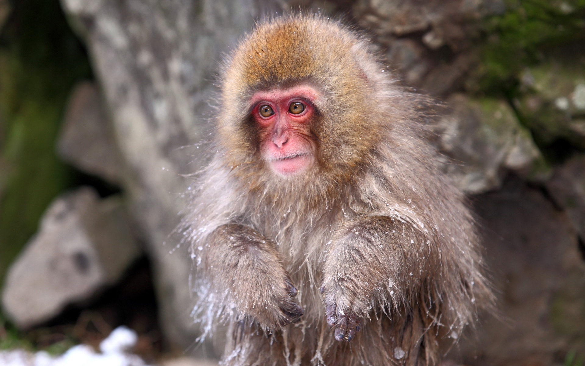 277845 baixar imagens animais, macaco japonês, macacos - papéis de parede e protetores de tela gratuitamente