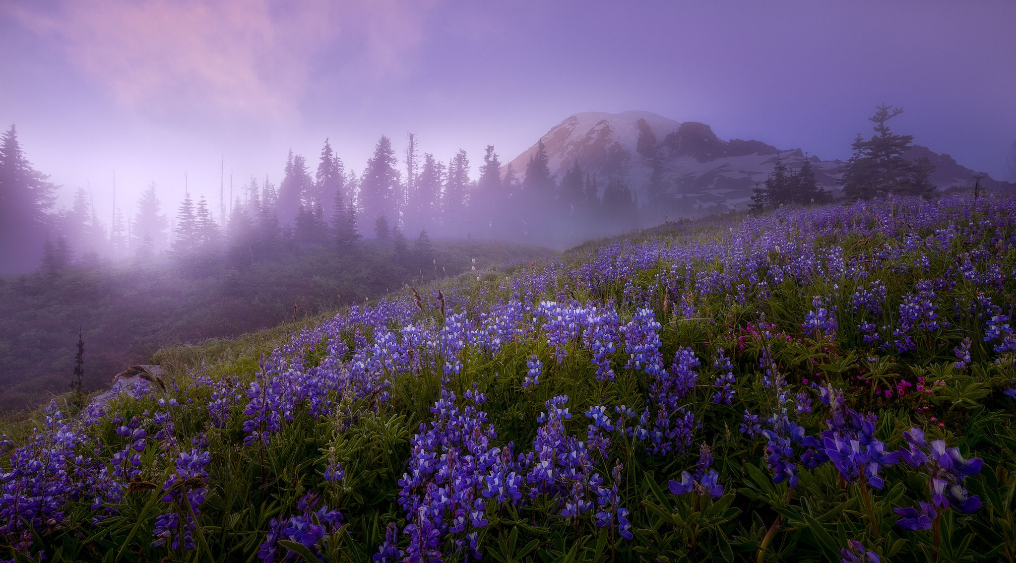 Горы туман цветы