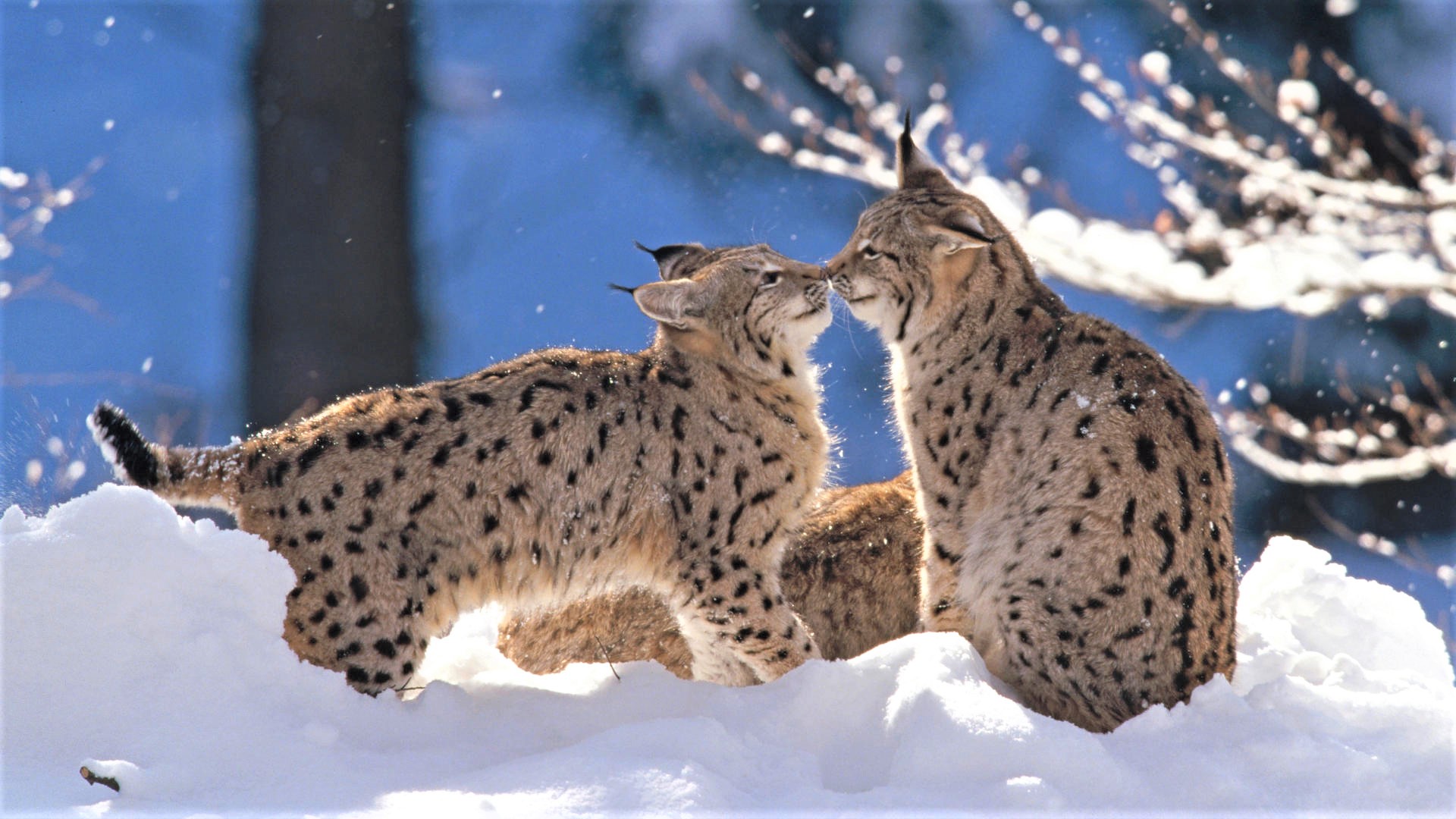 Desktop Wallpaper Lynx Family Wild Animals Hd Image Picture  Background 4ee333