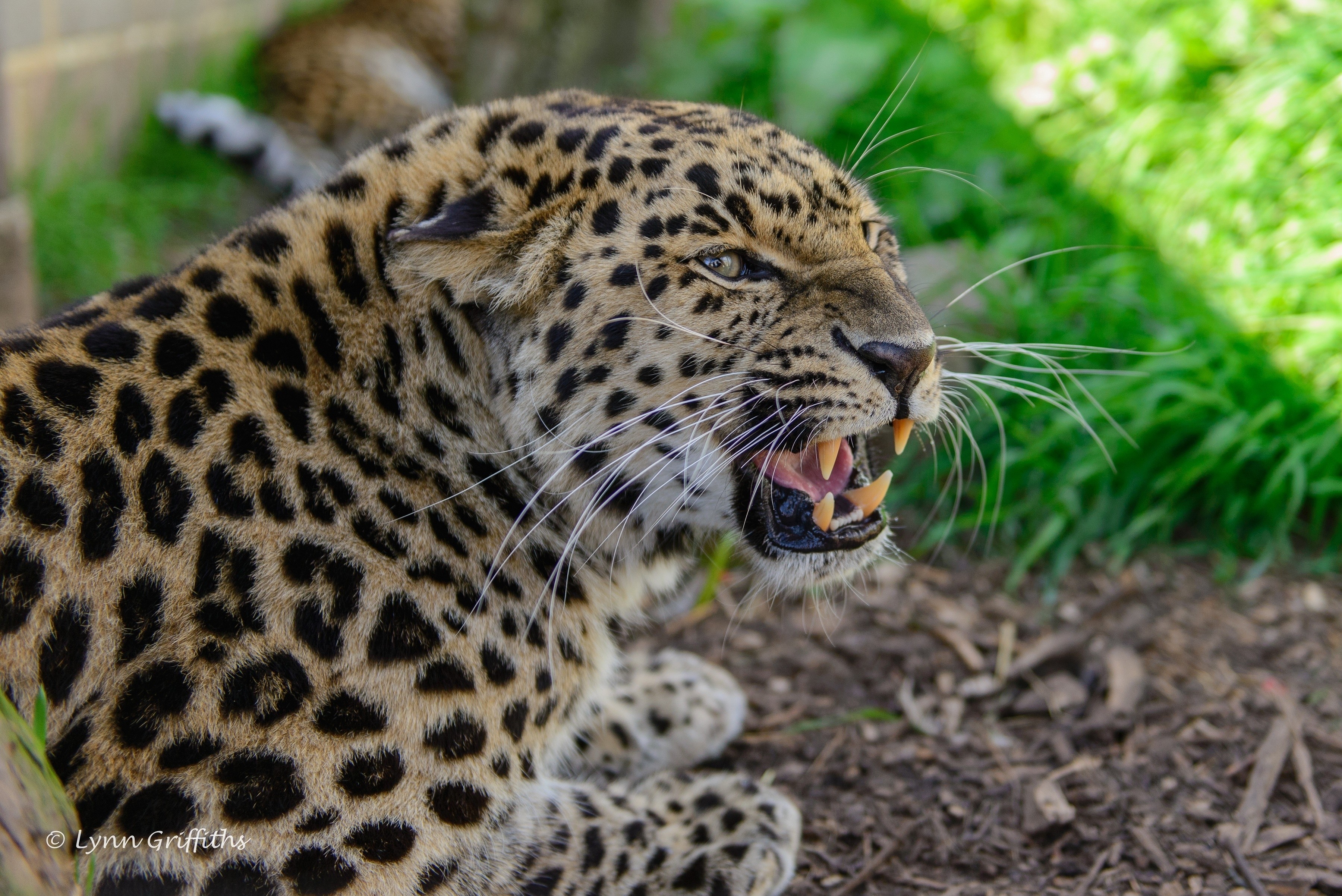 Download mobile wallpaper Grass, Muzzle, Animals, Leopard, Aggression, Grin for free.