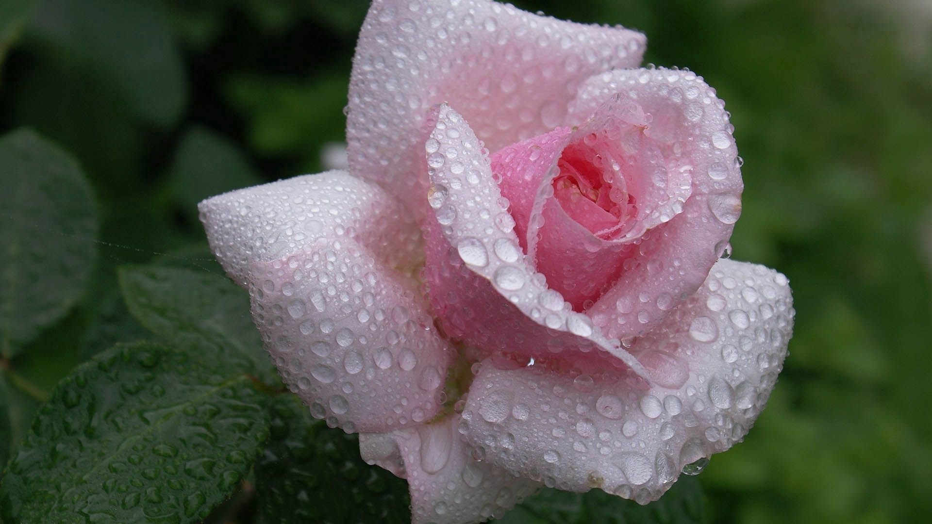 dew, drops, macro, rose flower, rose, petals
