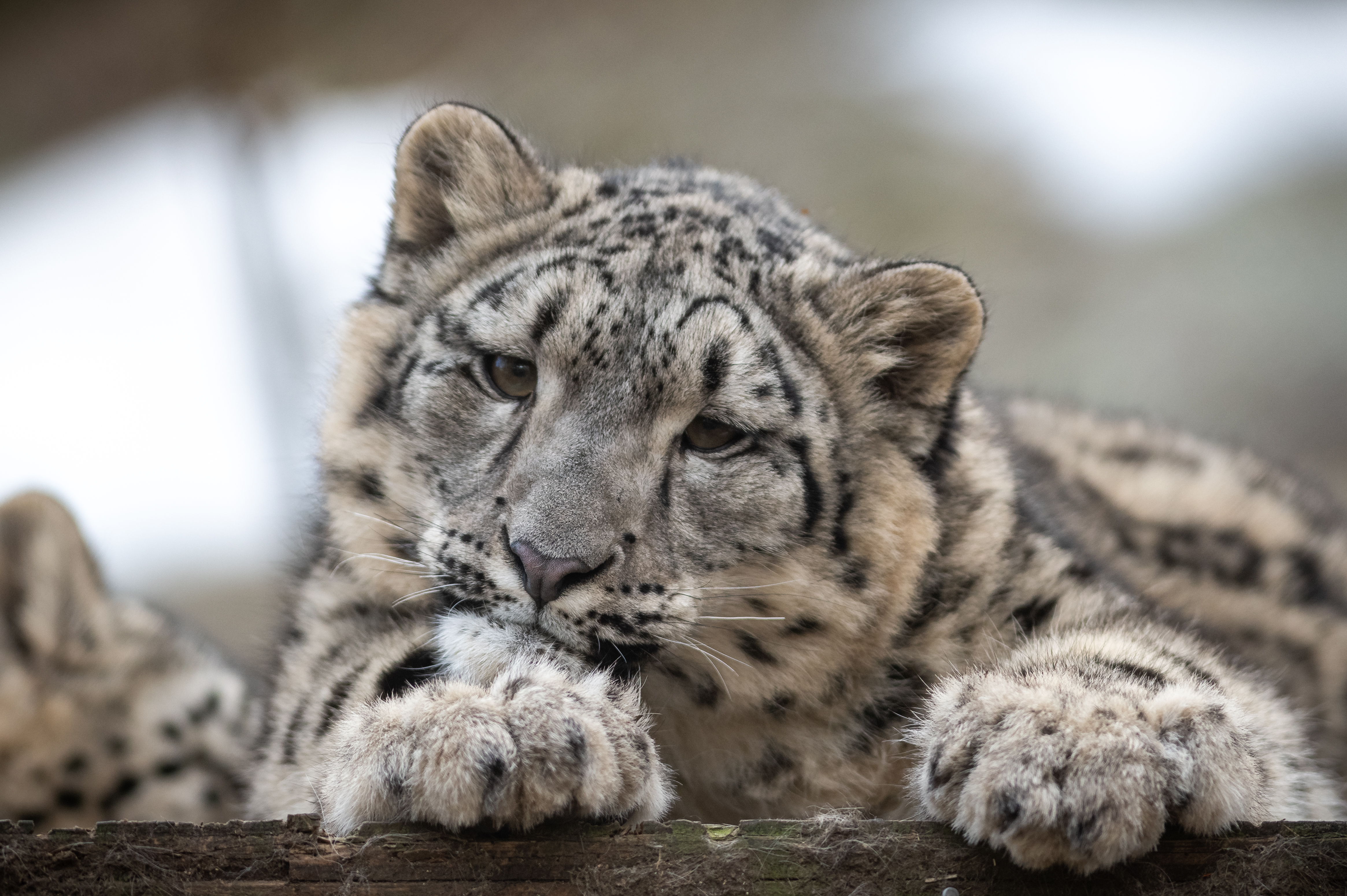 animals, snow leopard, young, leopard, spotted, spotty, predator, wildlife, joey