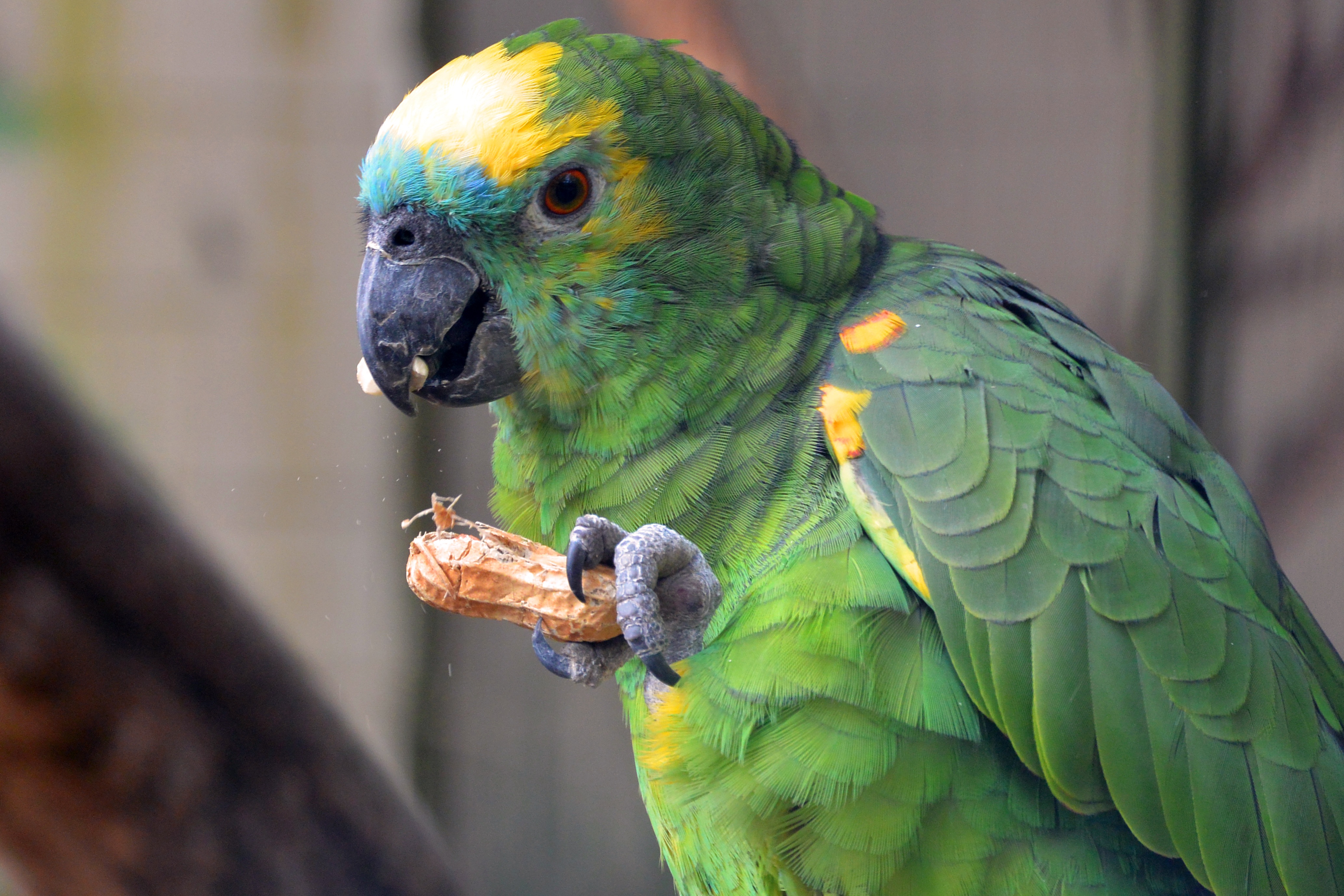 Попугай манго порода