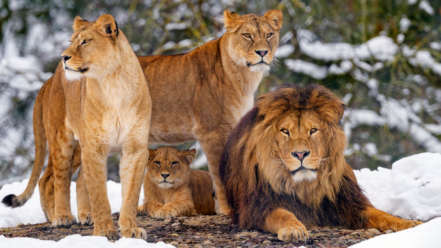 Лев какое семейство. Хищные животные. Красивые животные. Семья Львов. Дикие животные Лев.