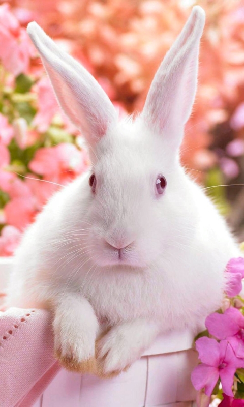 1257365 Bildschirmschoner und Hintergrundbilder Kaninchen auf Ihrem Telefon. Laden Sie  Bilder kostenlos herunter