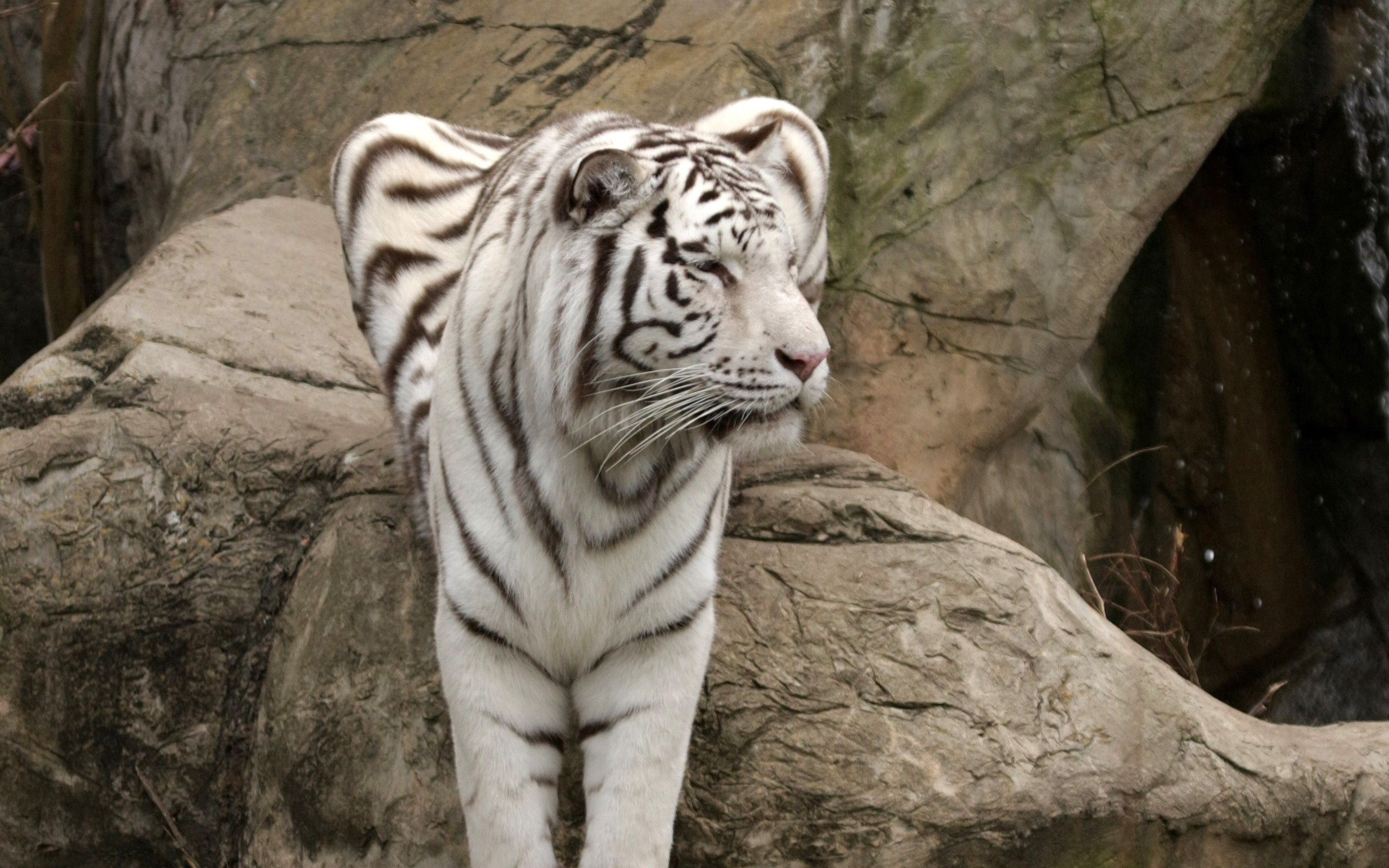 animals, sit, big cat, tiger, albino Free Stock Photo