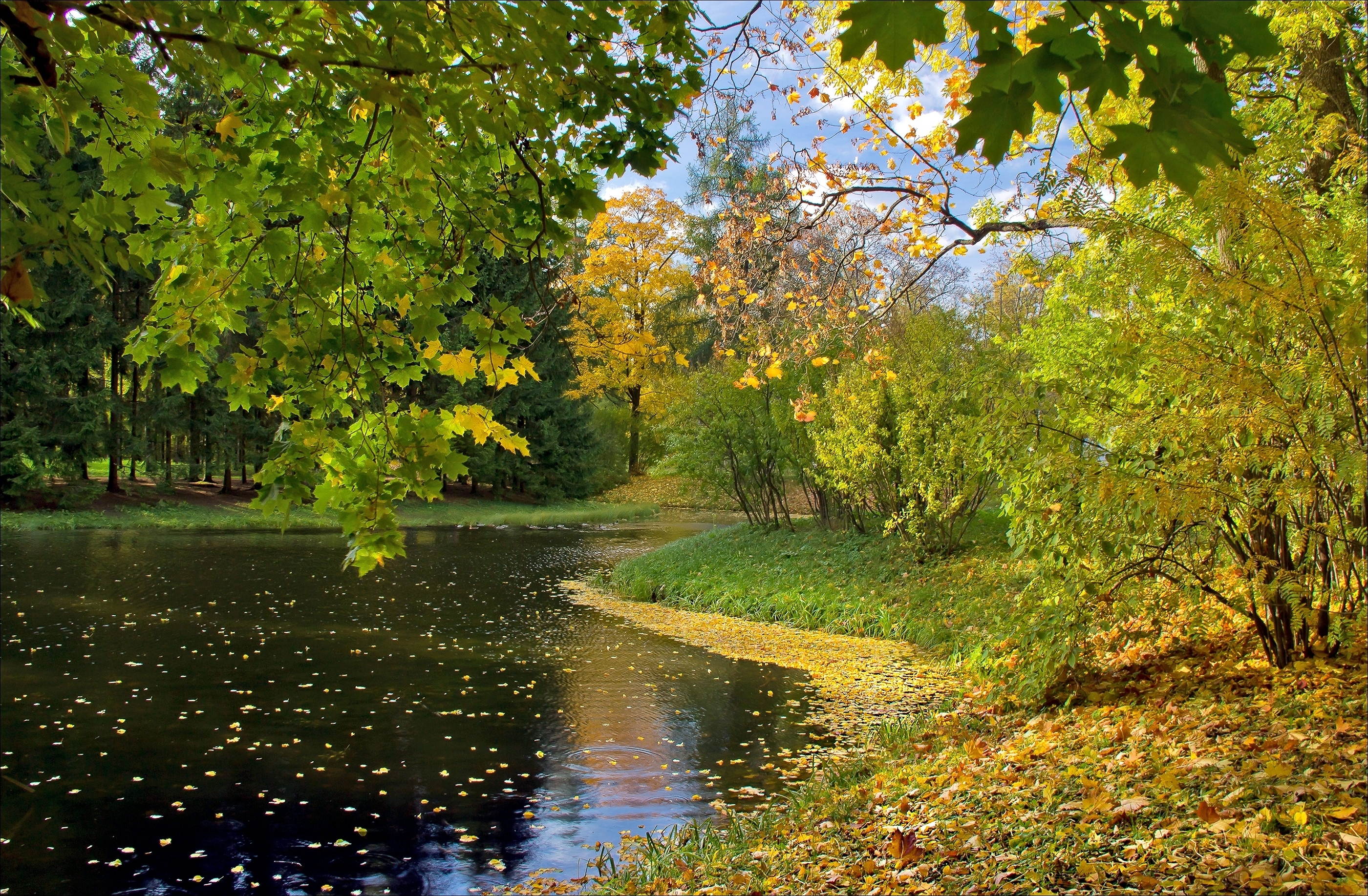 nature, leaves, lake, autumn cellphone