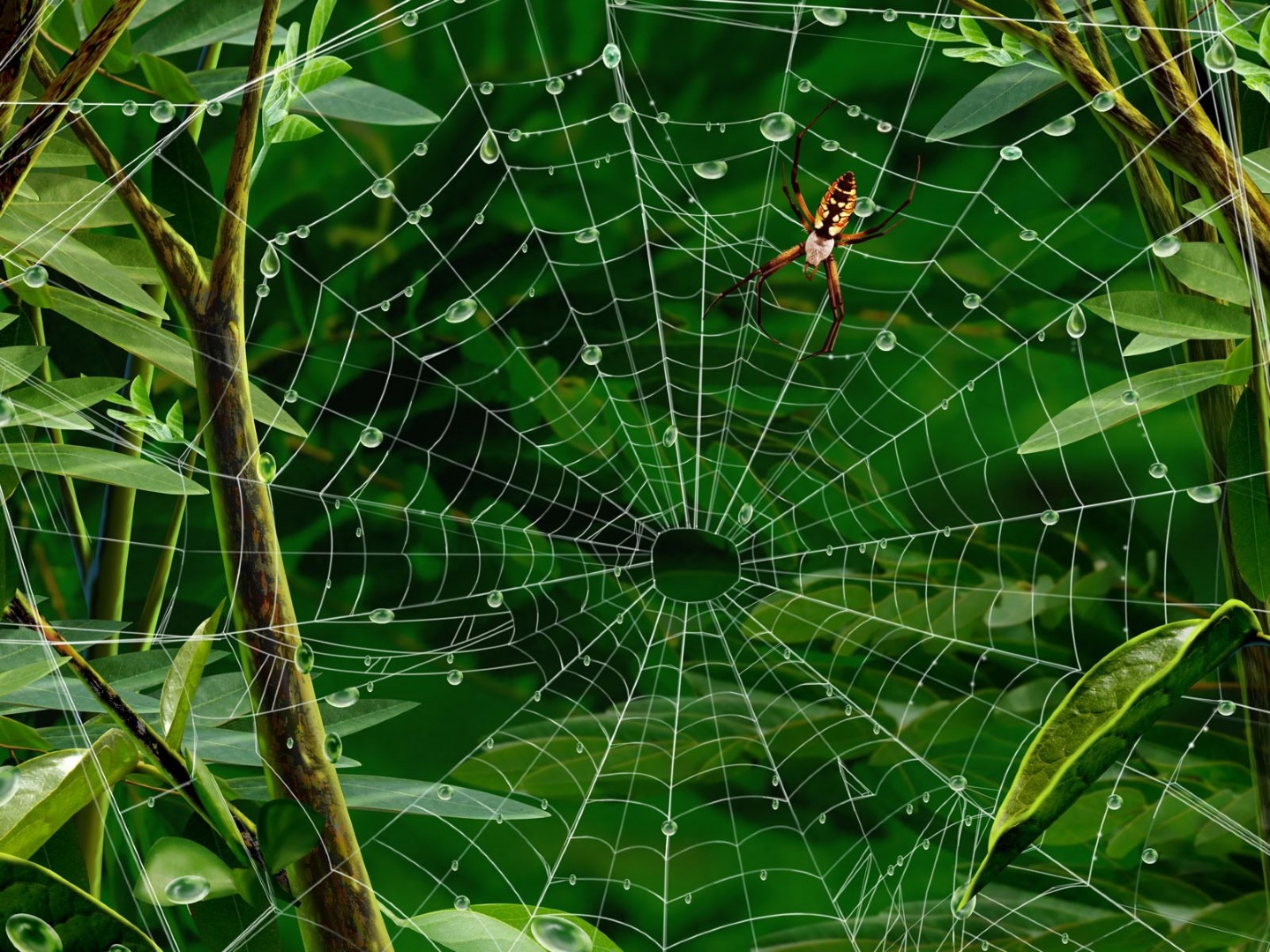162569 descargar imagen animales, araña, arañas: fondos de pantalla y protectores de pantalla gratis