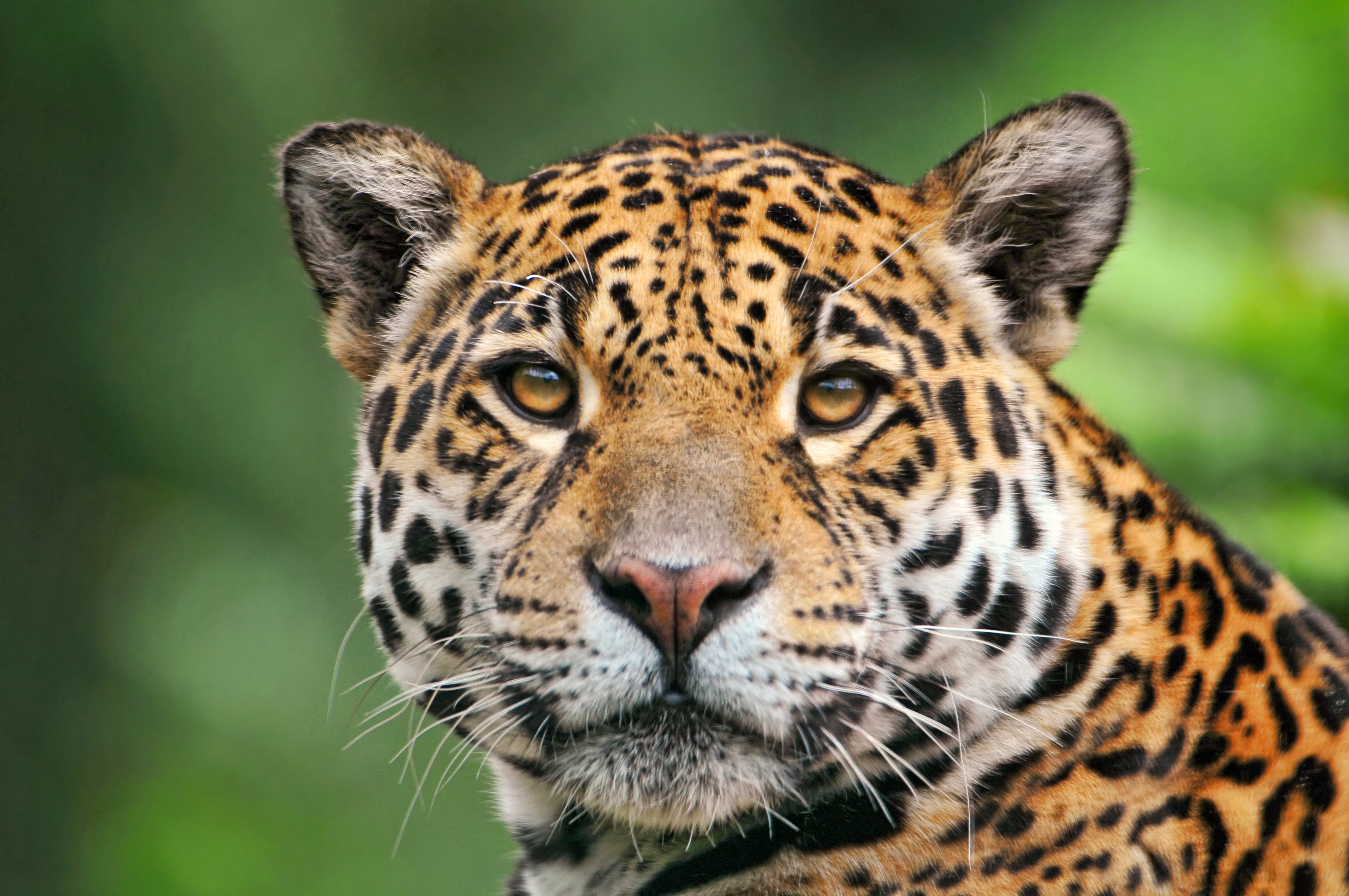 198062 Bild herunterladen tiere, jaguar, katzen - Hintergrundbilder und Bildschirmschoner kostenlos