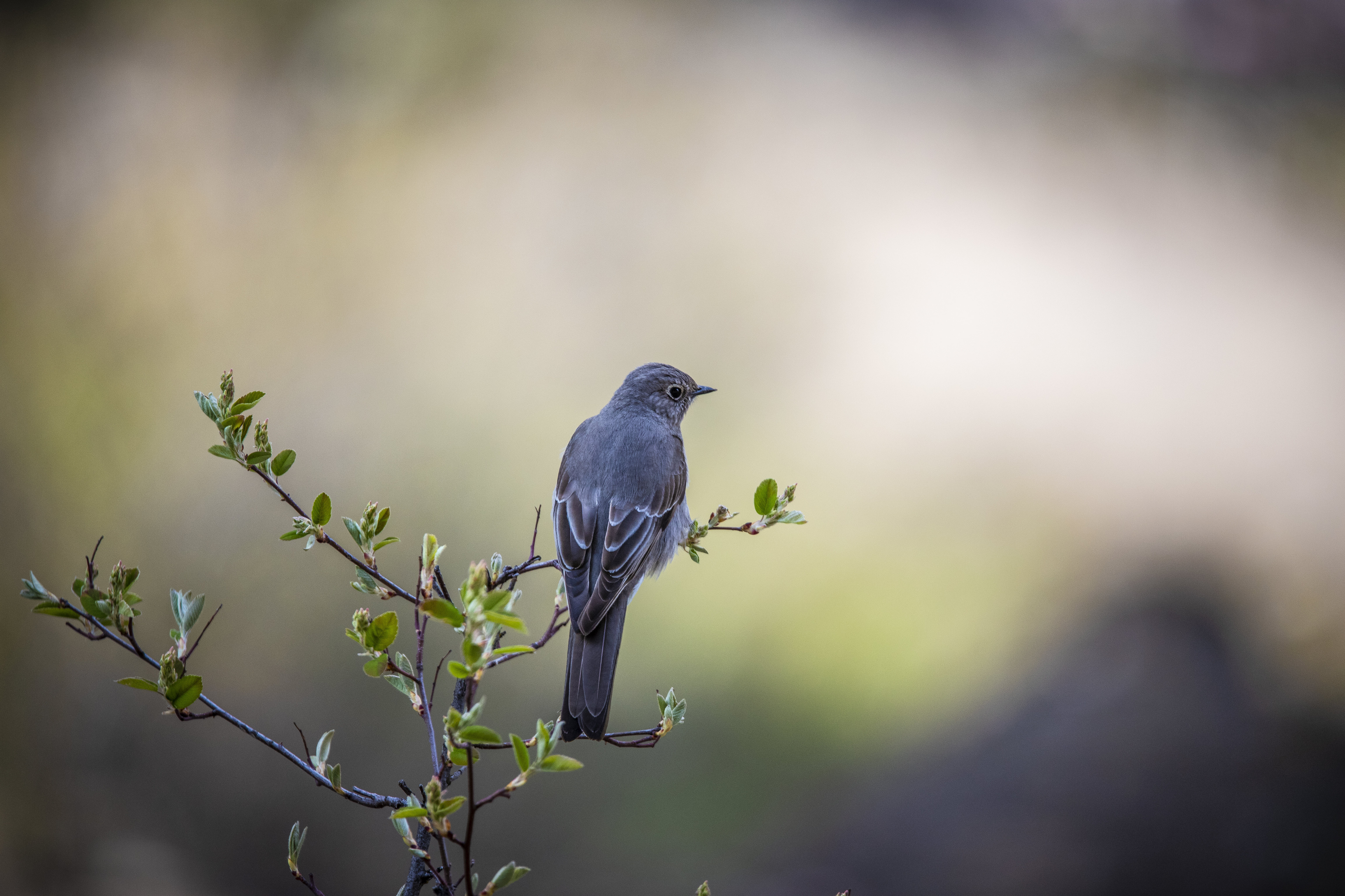 bird, branch, animals, tail, thrush cell phone wallpapers