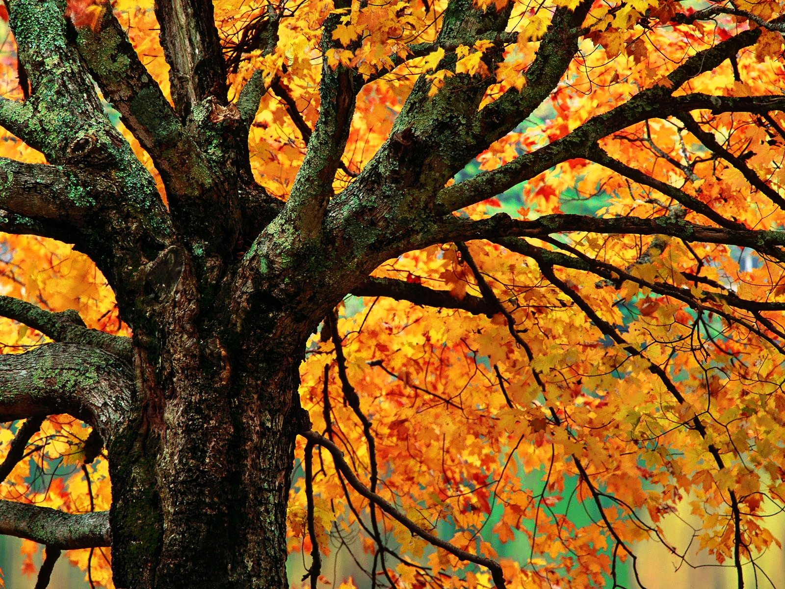Осенние деревья картинки