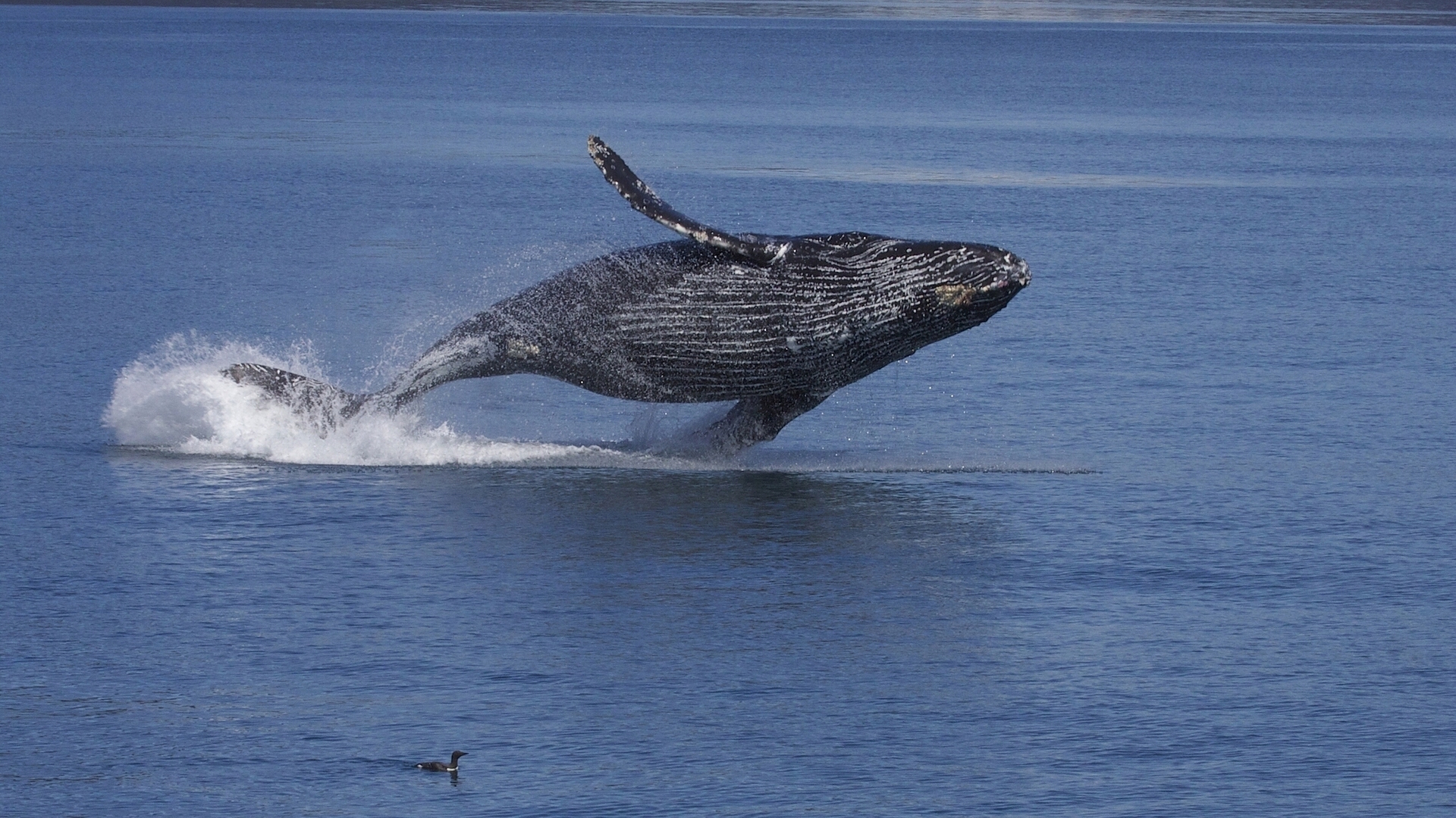 1510204 скачать картинку кит, вода, животные, горбатый кит - обои и заставки бесплатно