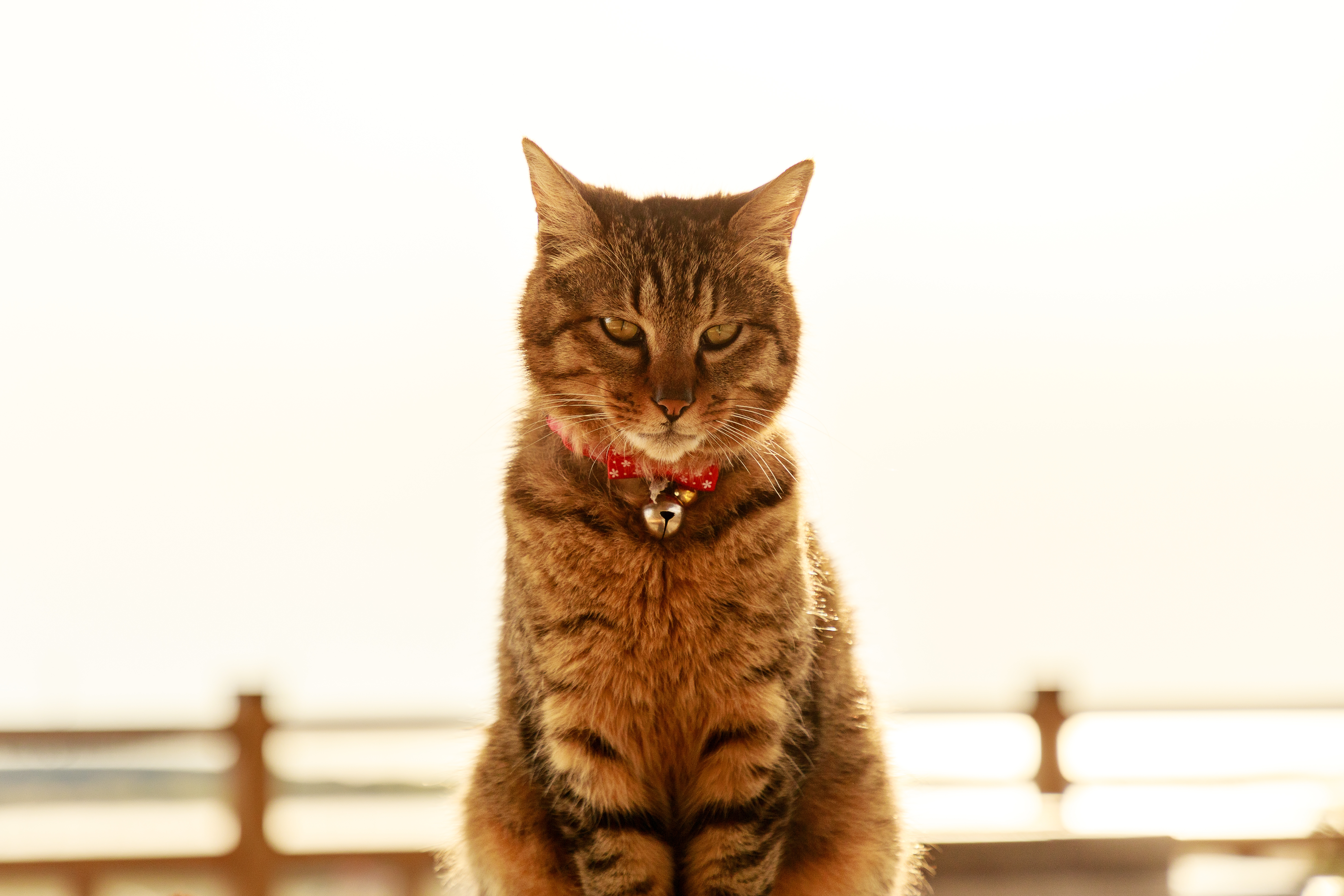 pet, animals, cat, sight, opinion, collar, bell, bubencher wallpapers for tablet