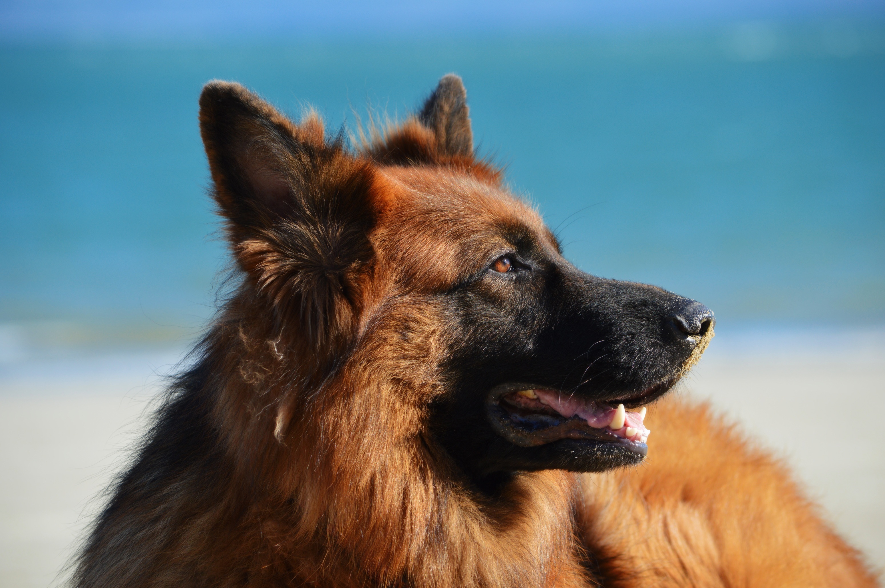 108317 Bild herunterladen tiere, hund, deutscher schäferhund, langhaarig, langhaarige - Hintergrundbilder und Bildschirmschoner kostenlos