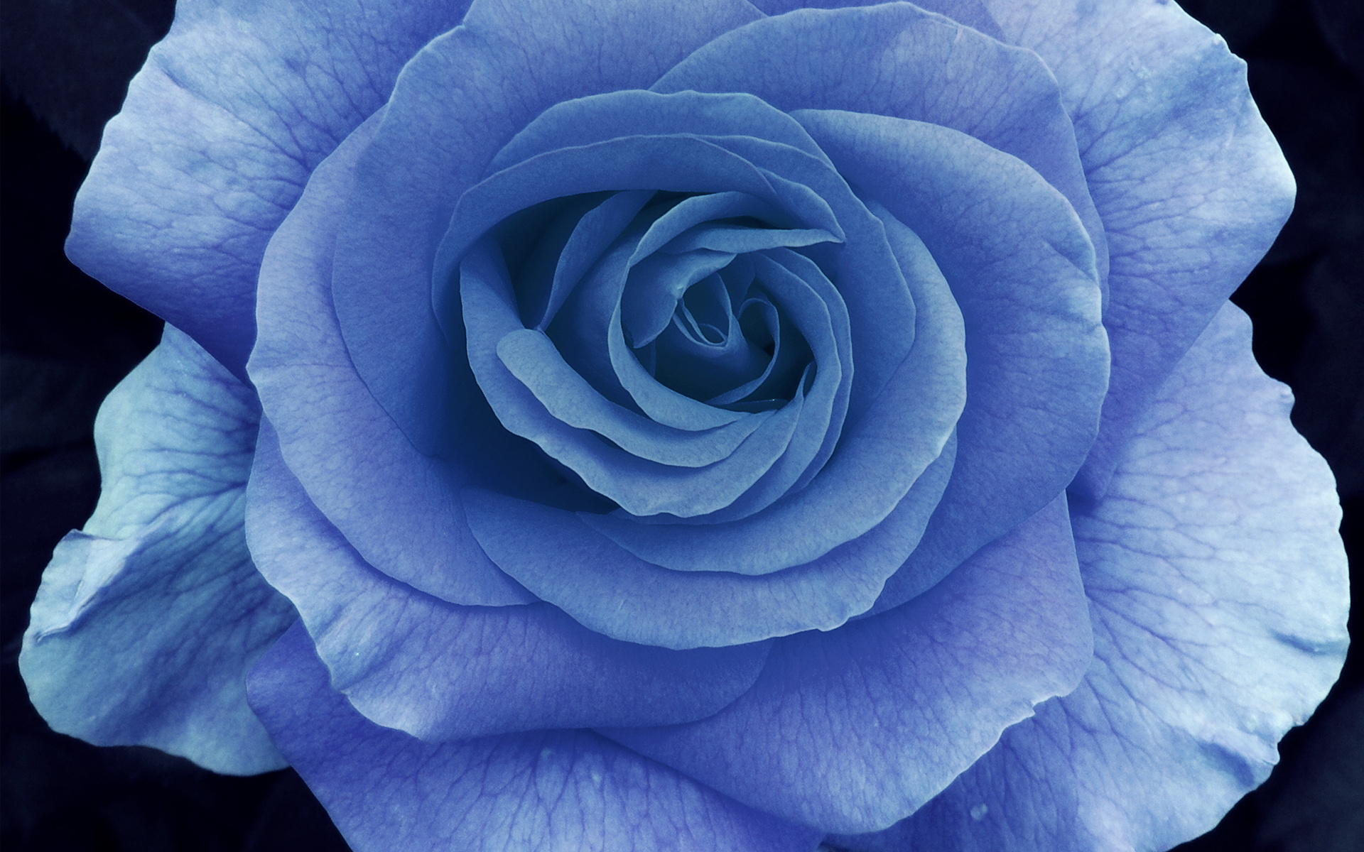 Голубая роза сапфир