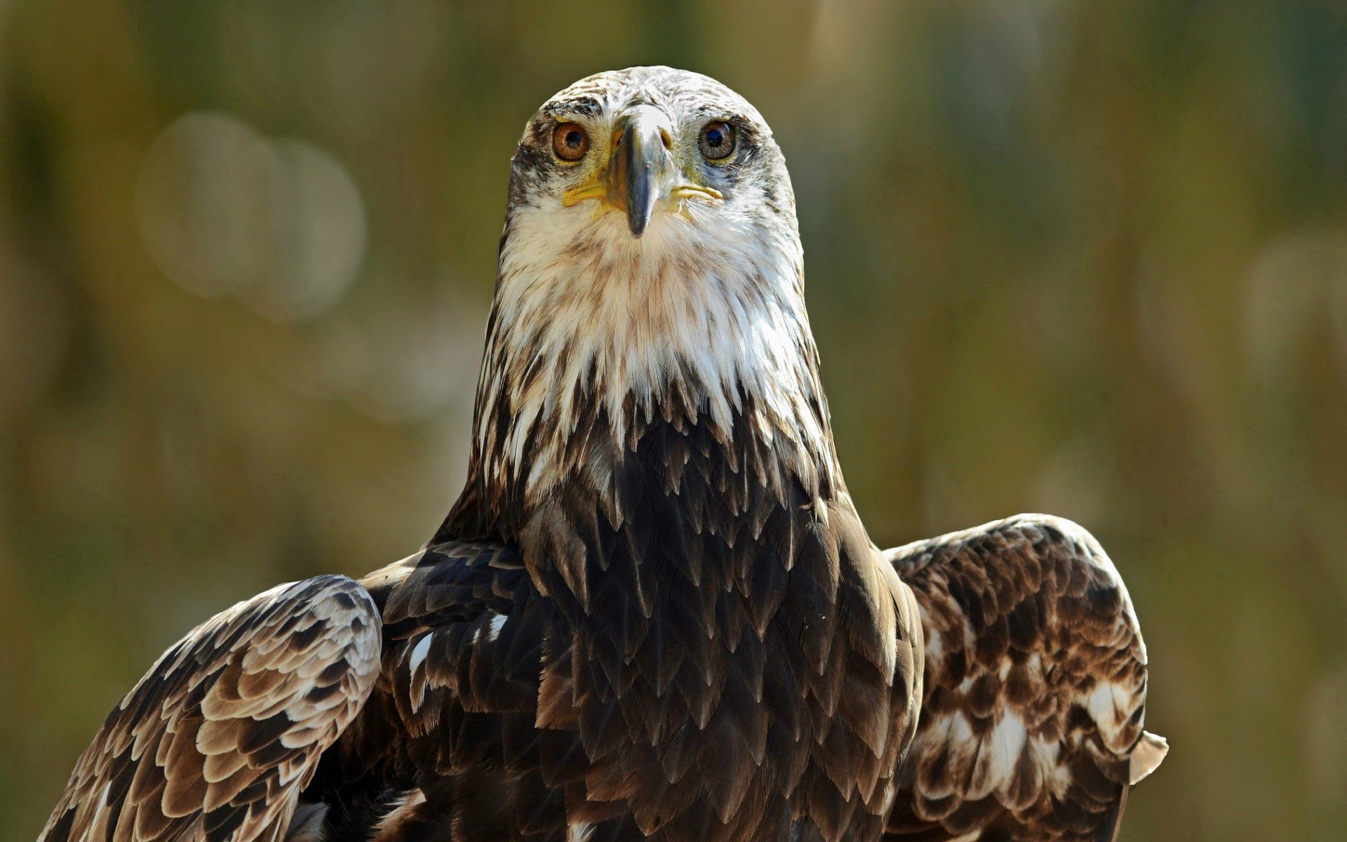 1920x1080 Background animals, bird, predator, sight, opinion, eagle