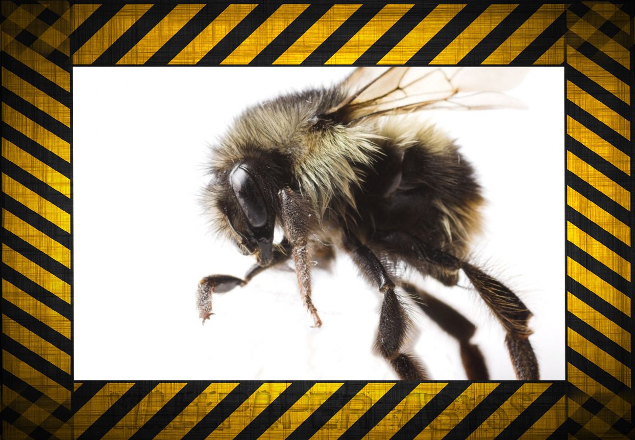 1435221 baixar papel de parede animais, abelha - protetores de tela e imagens gratuitamente