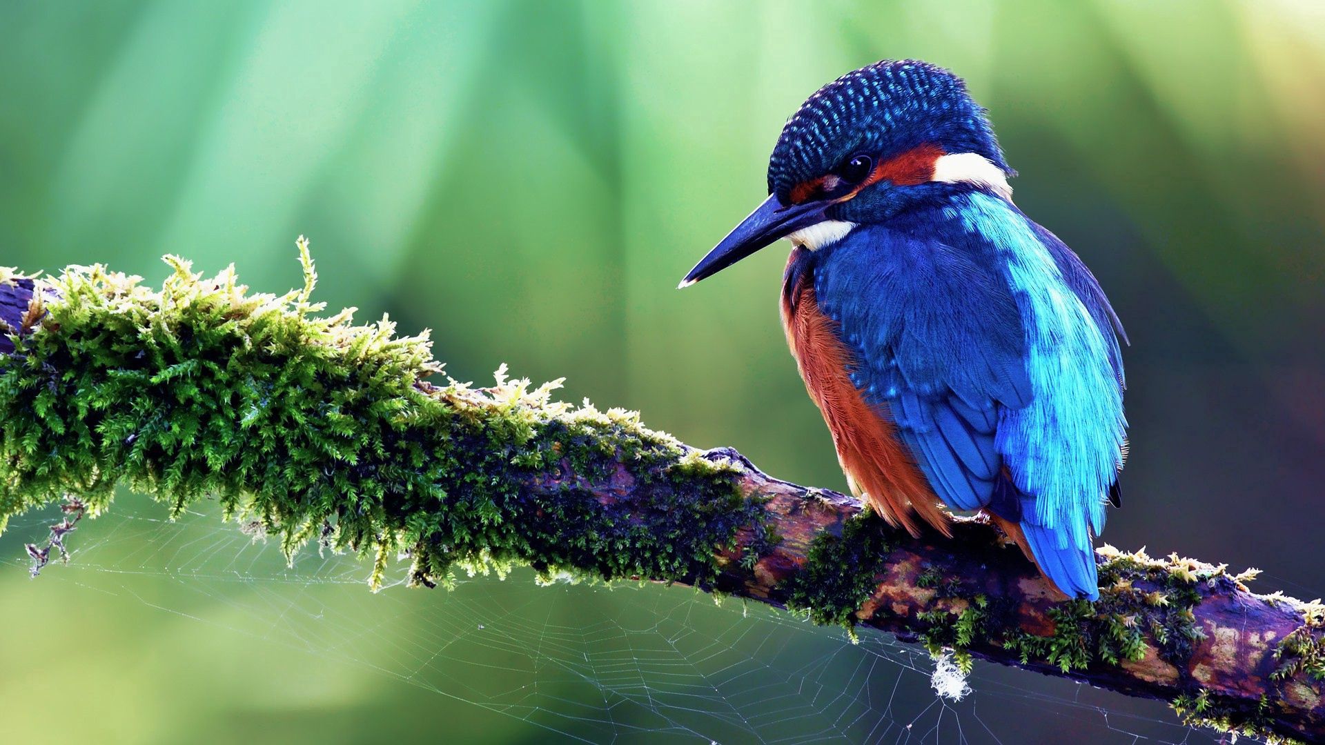 Laden Sie das Farbe, Holz, Sitzen, Tropischer Vogel, Baum, Tiere, Vogel-Bild kostenlos auf Ihren PC-Desktop herunter