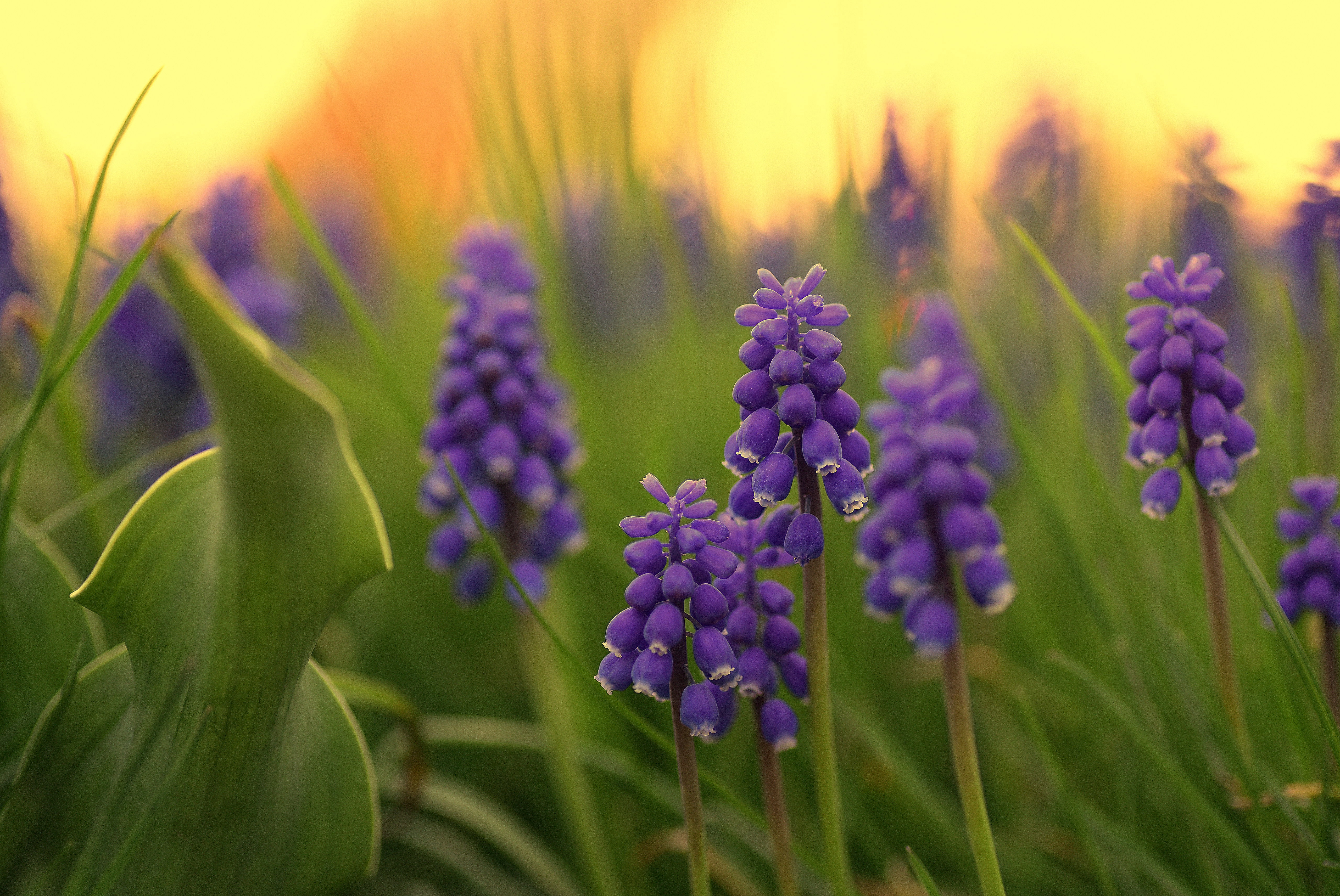 Download Purple Hyacinth Flower Android Wallpaper | Wallpapers.com