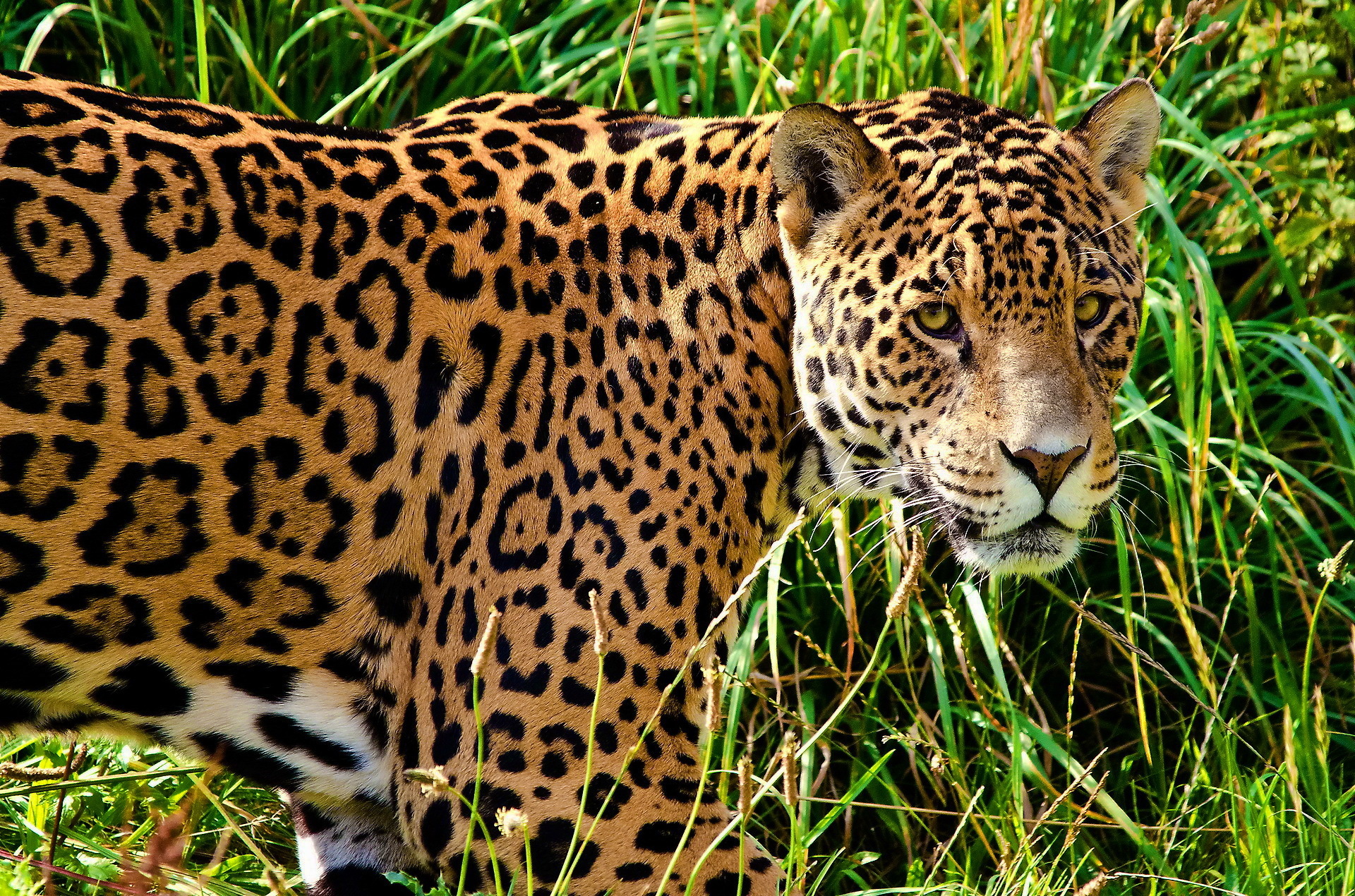 Mobile wallpaper animal, jaguar, cats